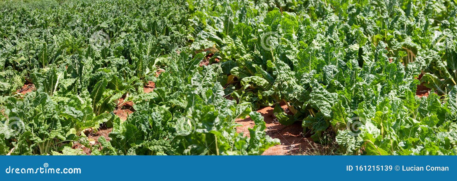 Spinach at the farm stock image. Image of farming, flavor - 161215139