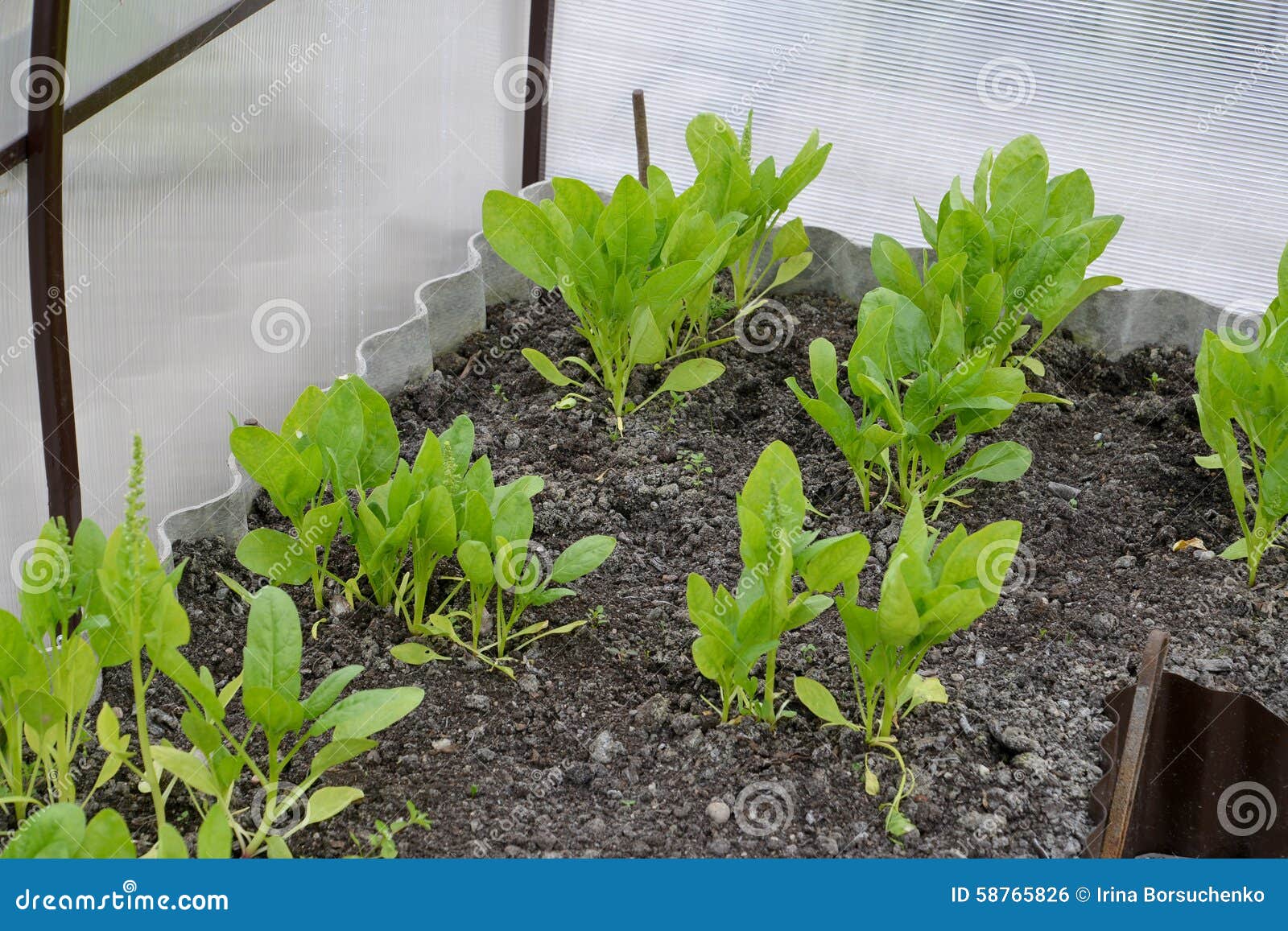 Spinach Bed Greenhouse Stock Photos Free & RoyaltyFree Stock Photos