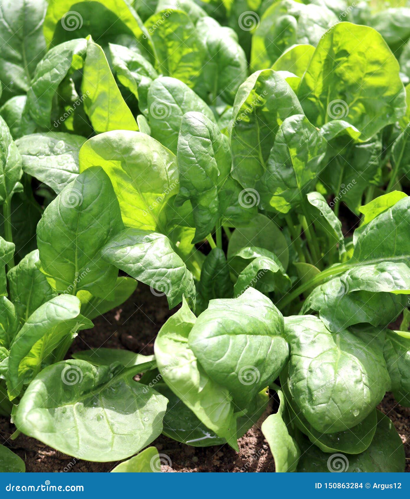 Spinach garden useful stock photo. Image of antioxidants - 150863284