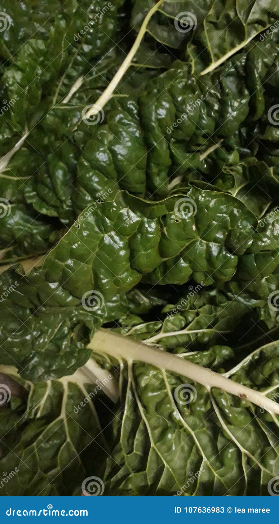 Spinach stock image. Image of green, spinach, texture 107636983