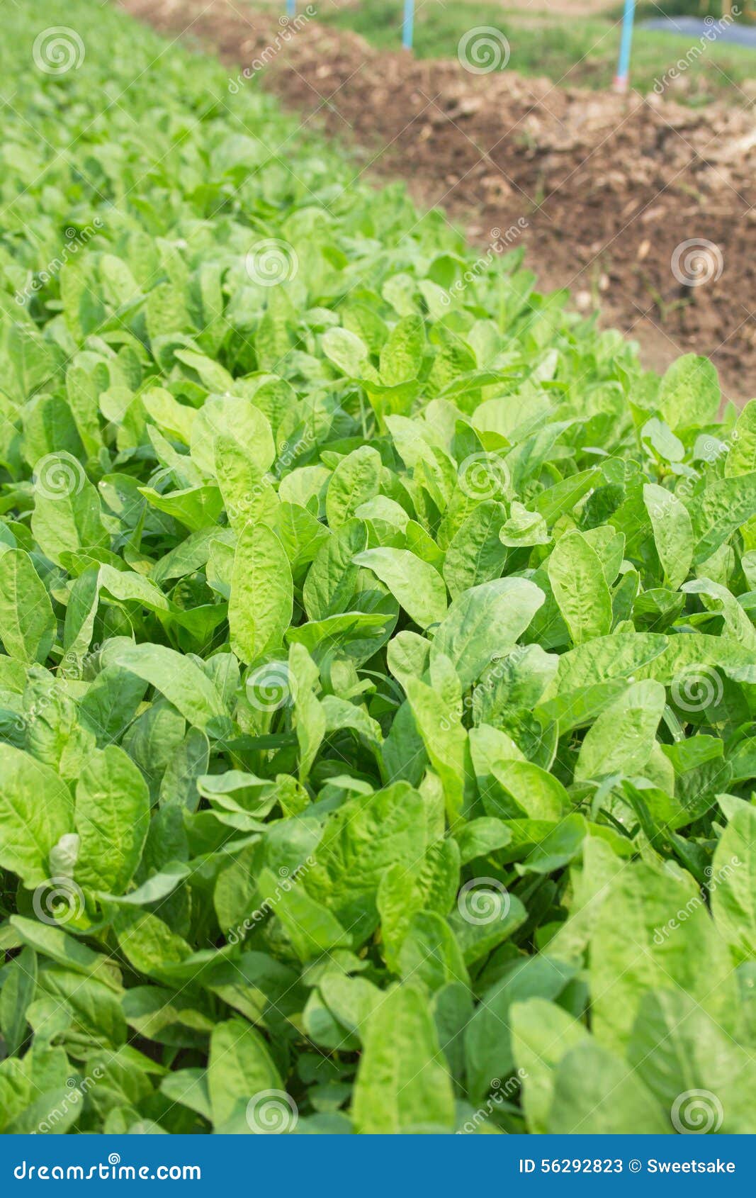 Spinach stock image. Image of landscape, harvest, healthy 56292823