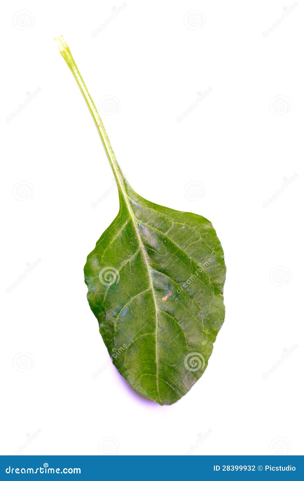 Spinach leaf stock photo. Image of stem, leaf, detail - 28399932