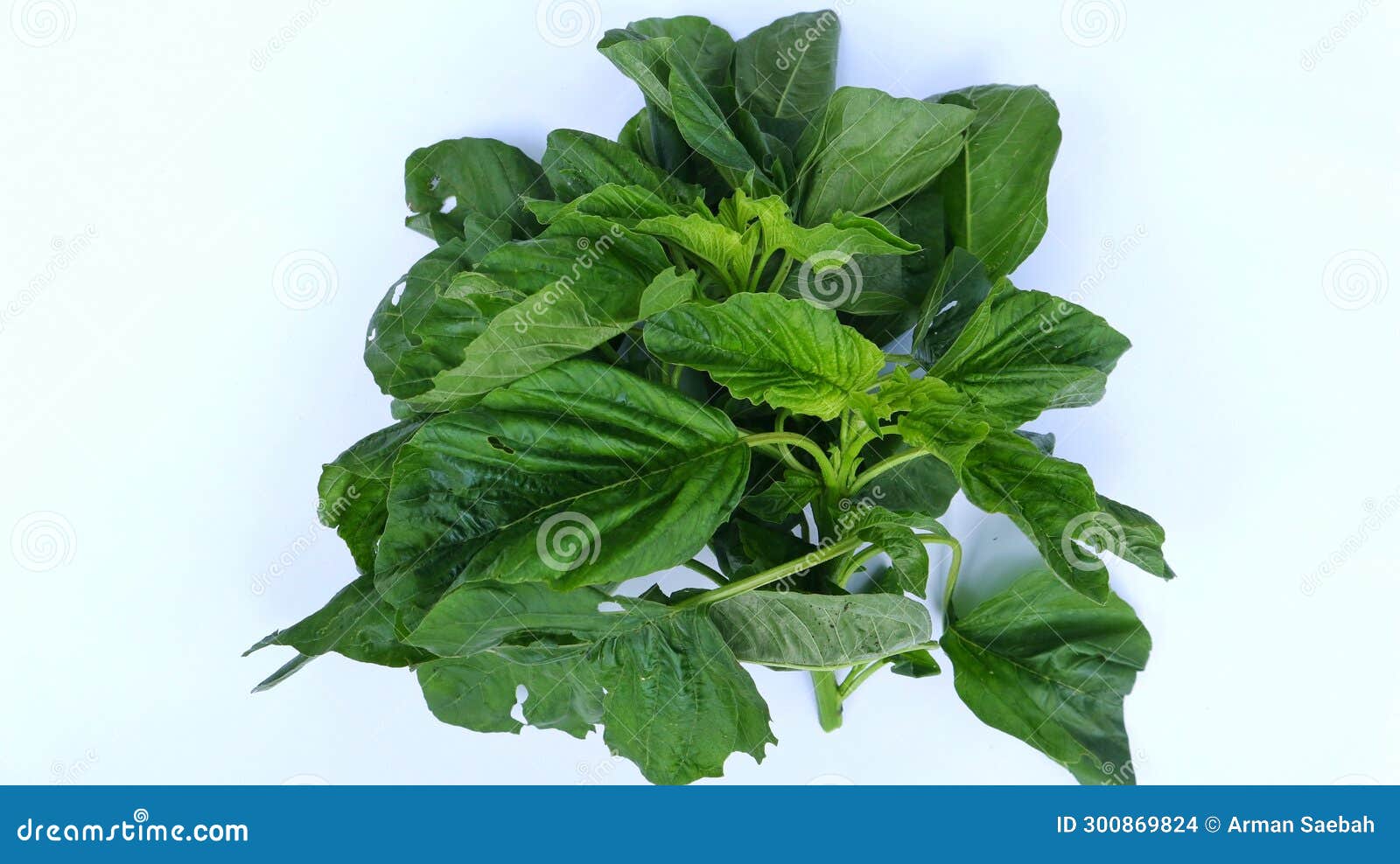 Spinach Leaf. Young Spinach Leaf Vegetables. Kitchen Cooking