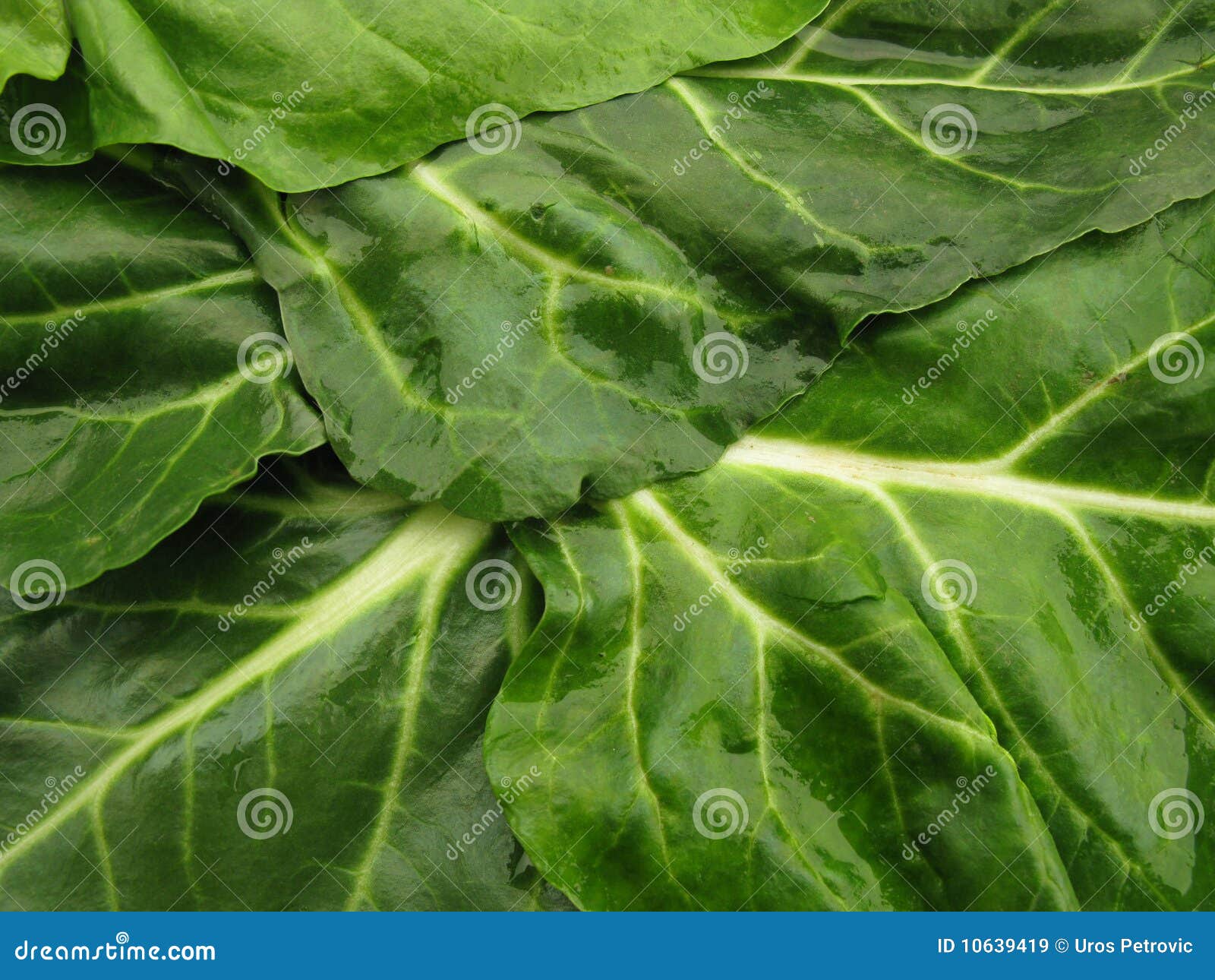 Spinach leaves stock image. Image of close, leaf, leafy - 10639419