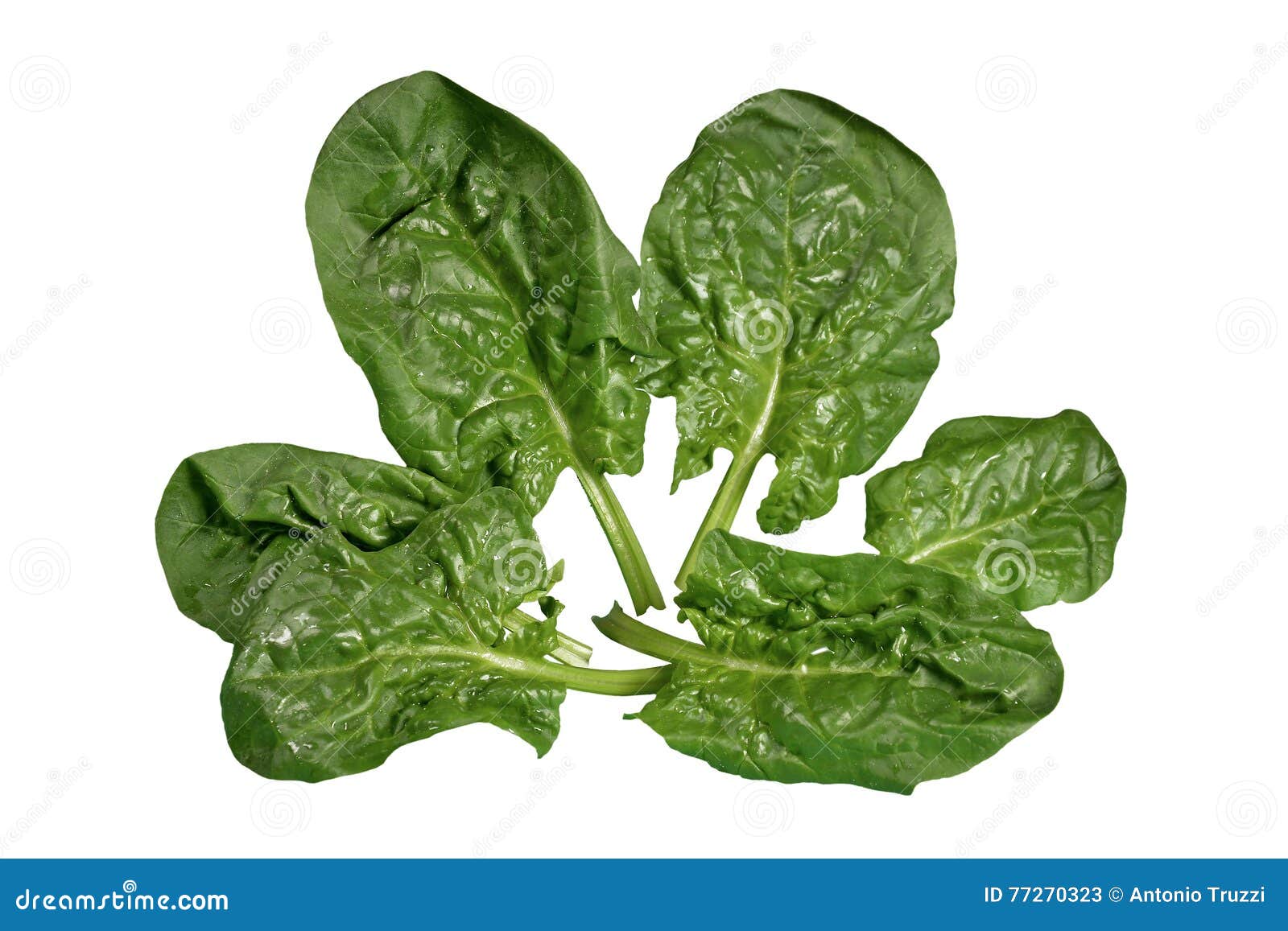 Spinach leaves stock image. Image of agriculture, freshness 77270323
