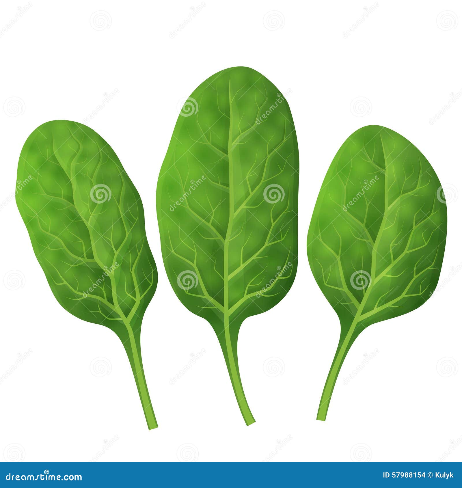 spinach leaves close up