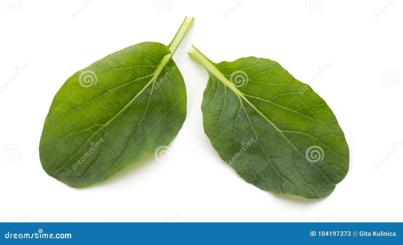 Spinach Leaves Close Up Isolated on White. Stock Image Image of