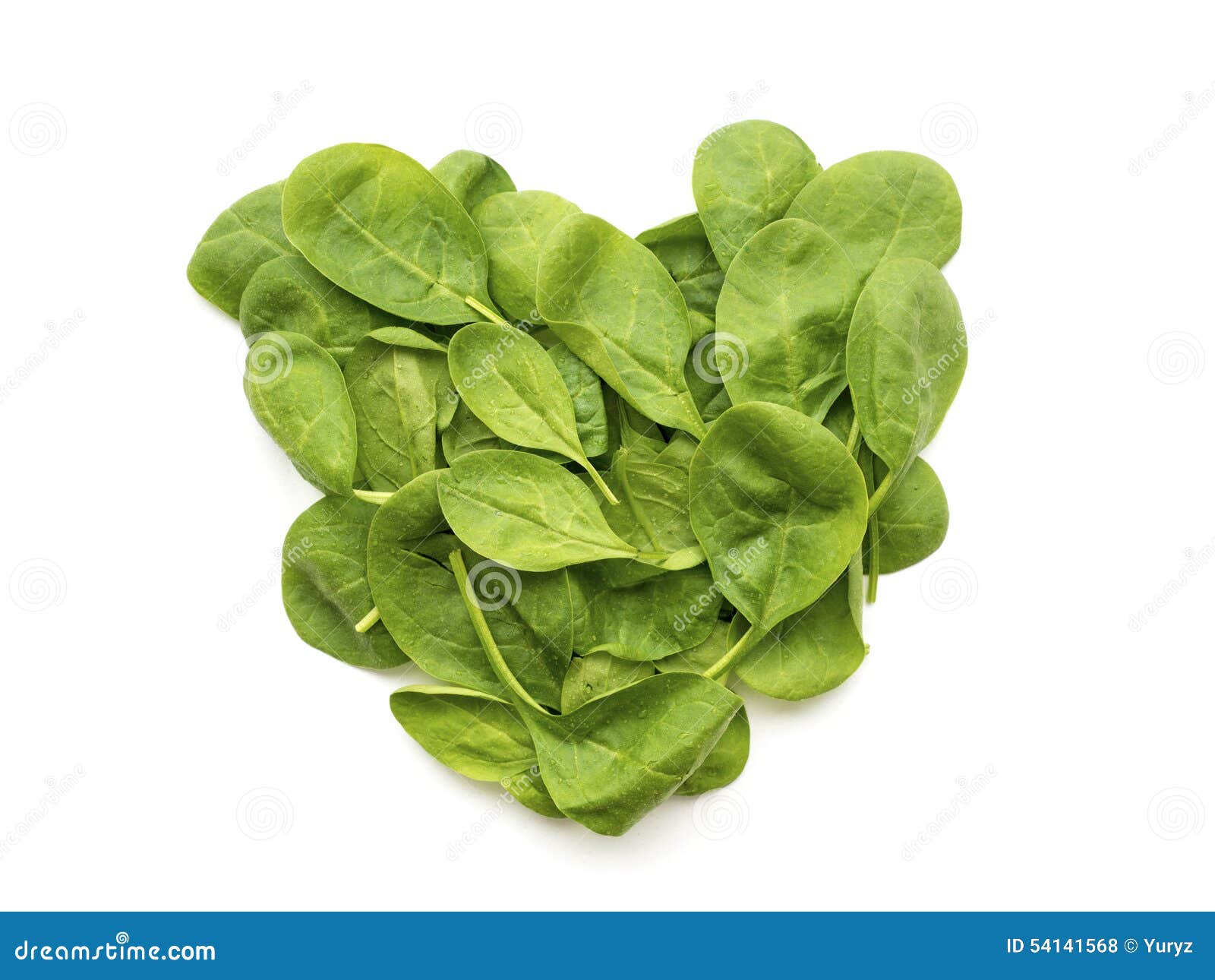 Spinach leaves stock photo. Image of isolated, healthy 54141568