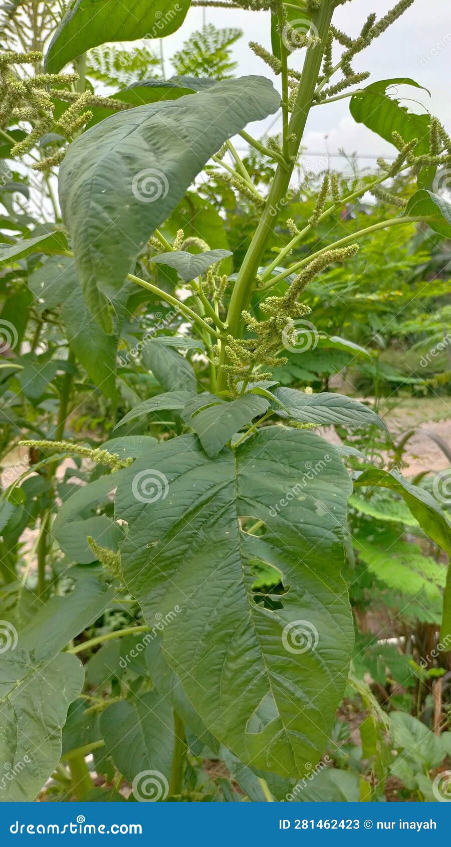 Spinach Leaves that Have Been Eaten by Caterpillars Stock Image Image