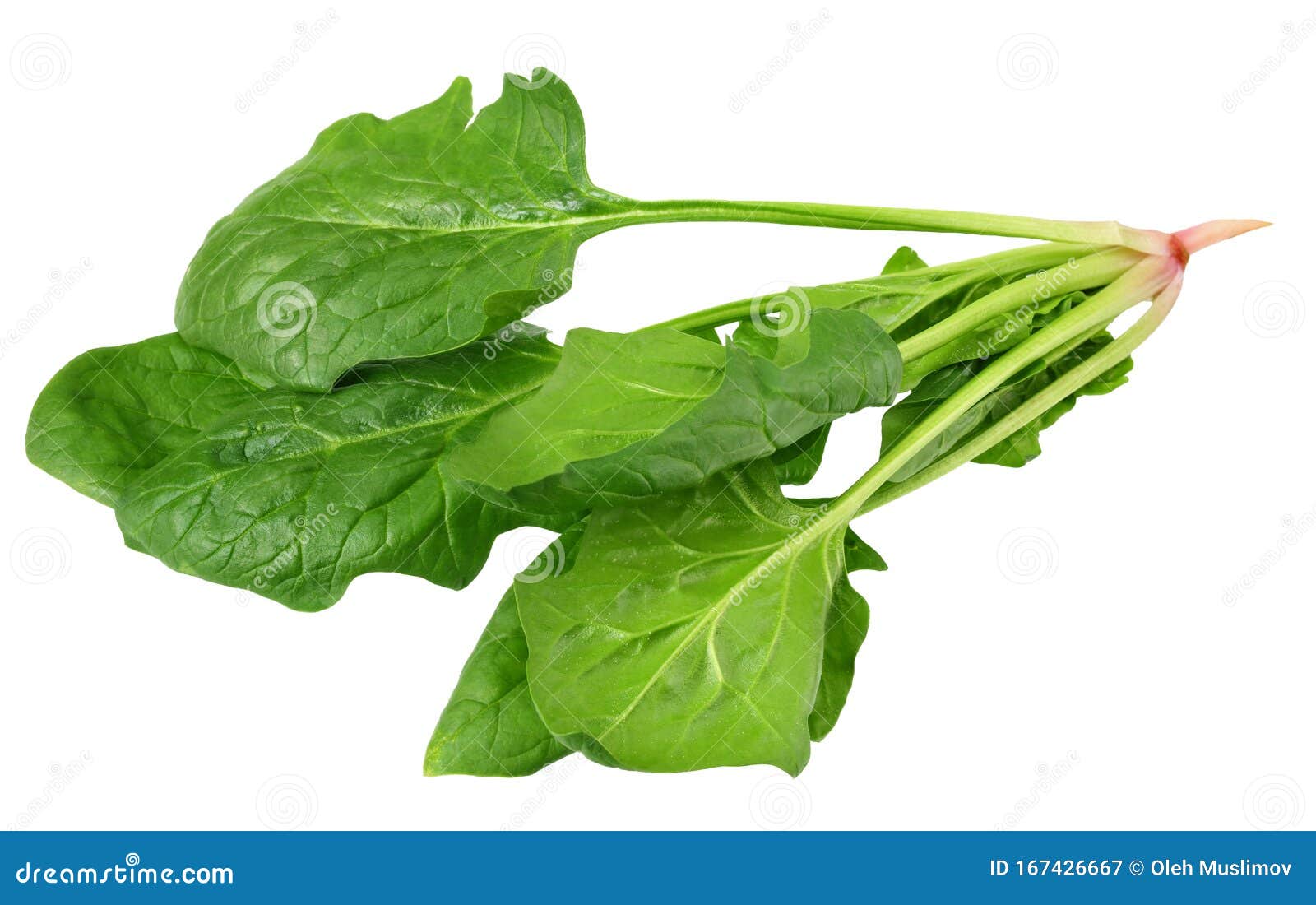 Spinach Leaves Isolate on White Background. Healthy Food Stock Image