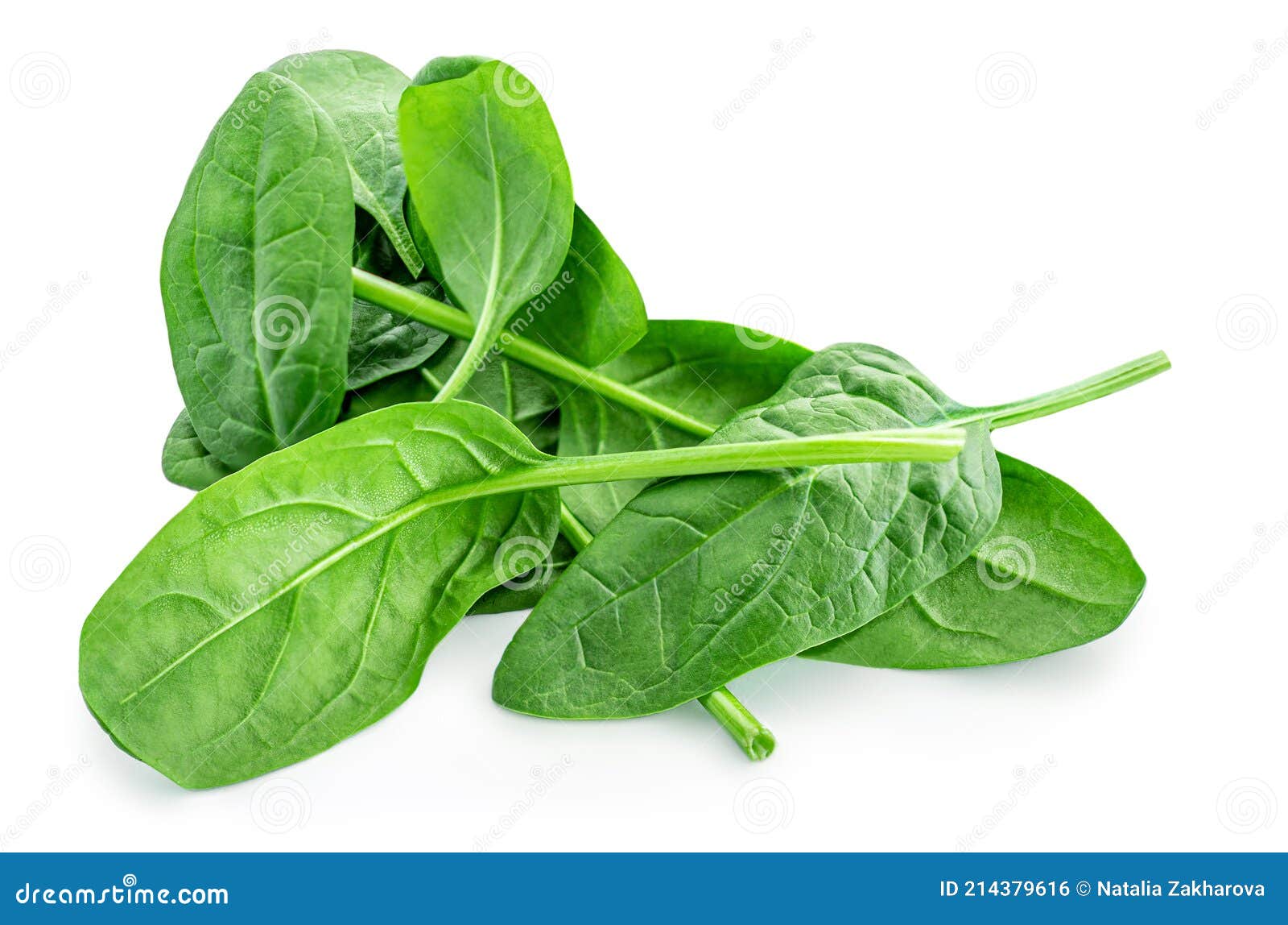 Spinach Leaves Isolated on White Background. Various Spinach Leaf Stock