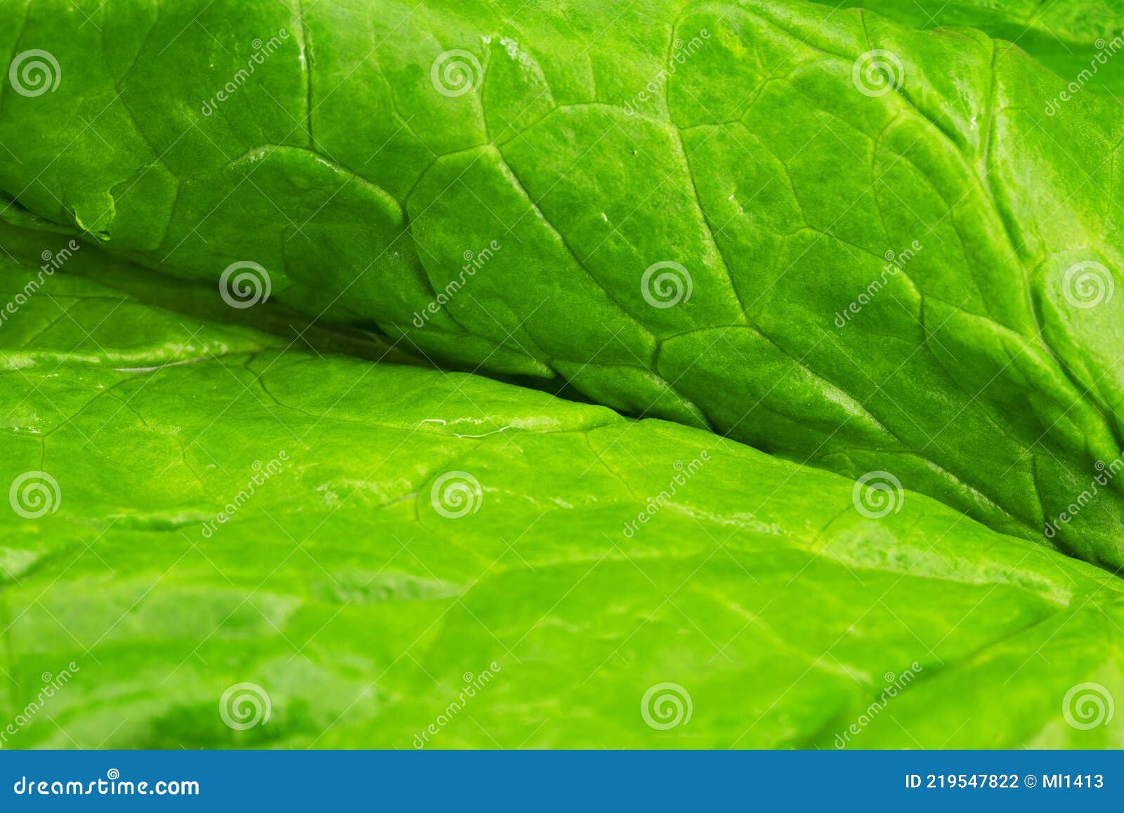 Spinach macro photo stock photo. Image of salad, leaf 219547822