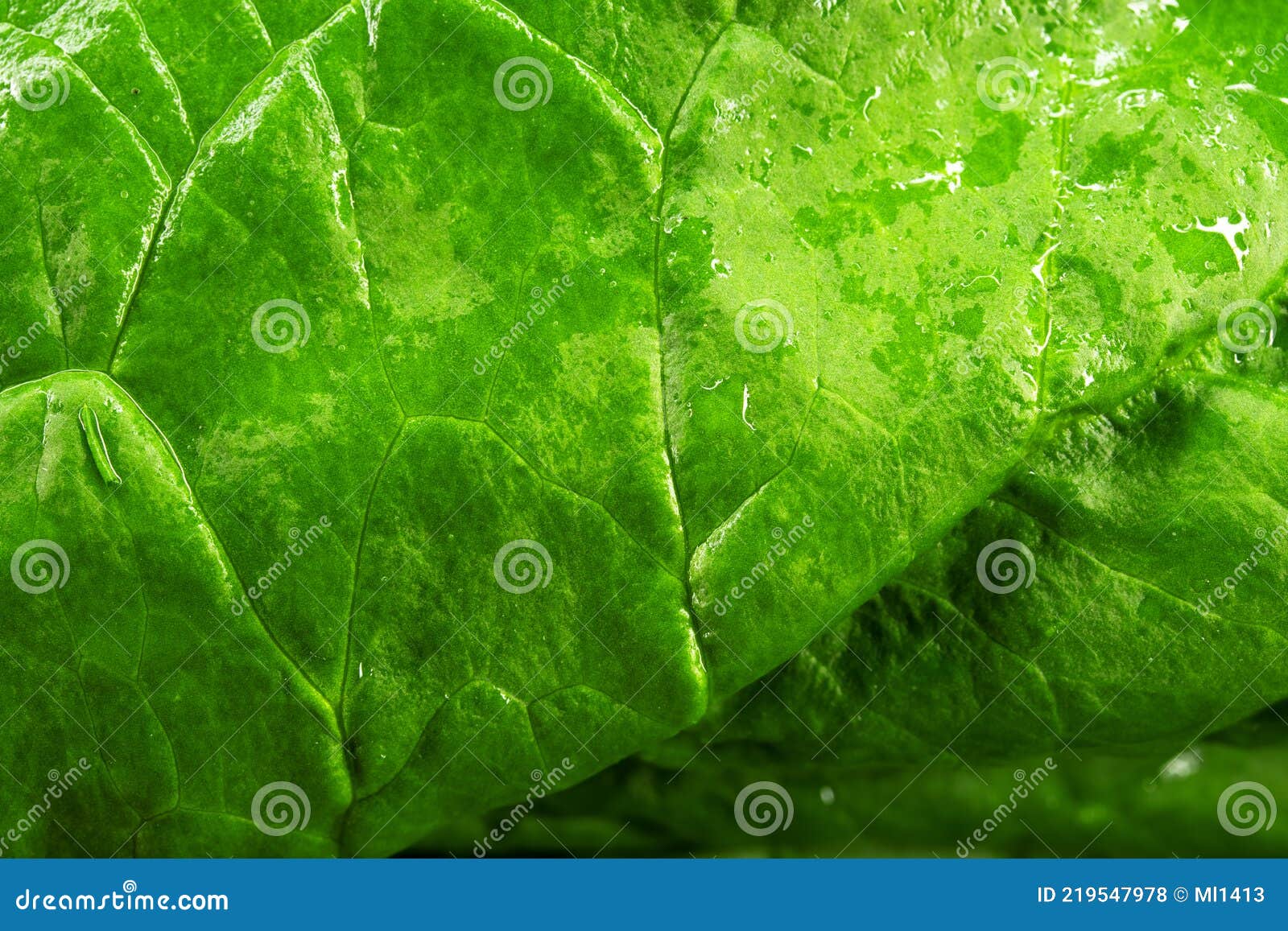 Spinach macro photo stock photo. Image of lettuce, food 219547978