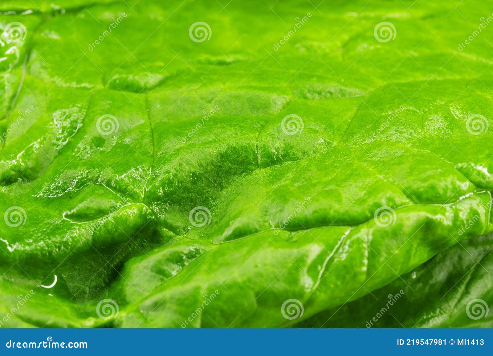 Spinach macro photo stock image. Image of agriculture 219547981