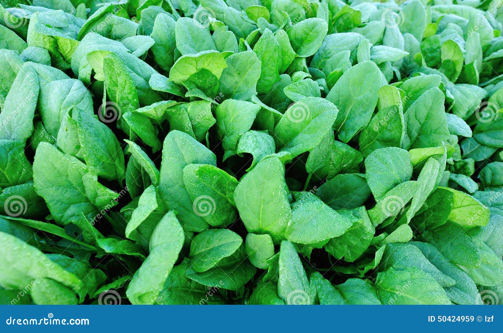 spinach plantation