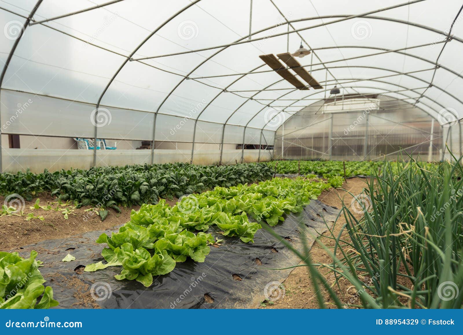 Spinach Plantation in a Modern Greenhouse Stock Image Image of crop