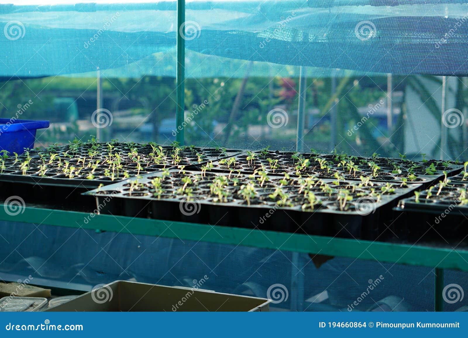 Spinach Plants in a Greenhouse. Stock Photo Image of basket