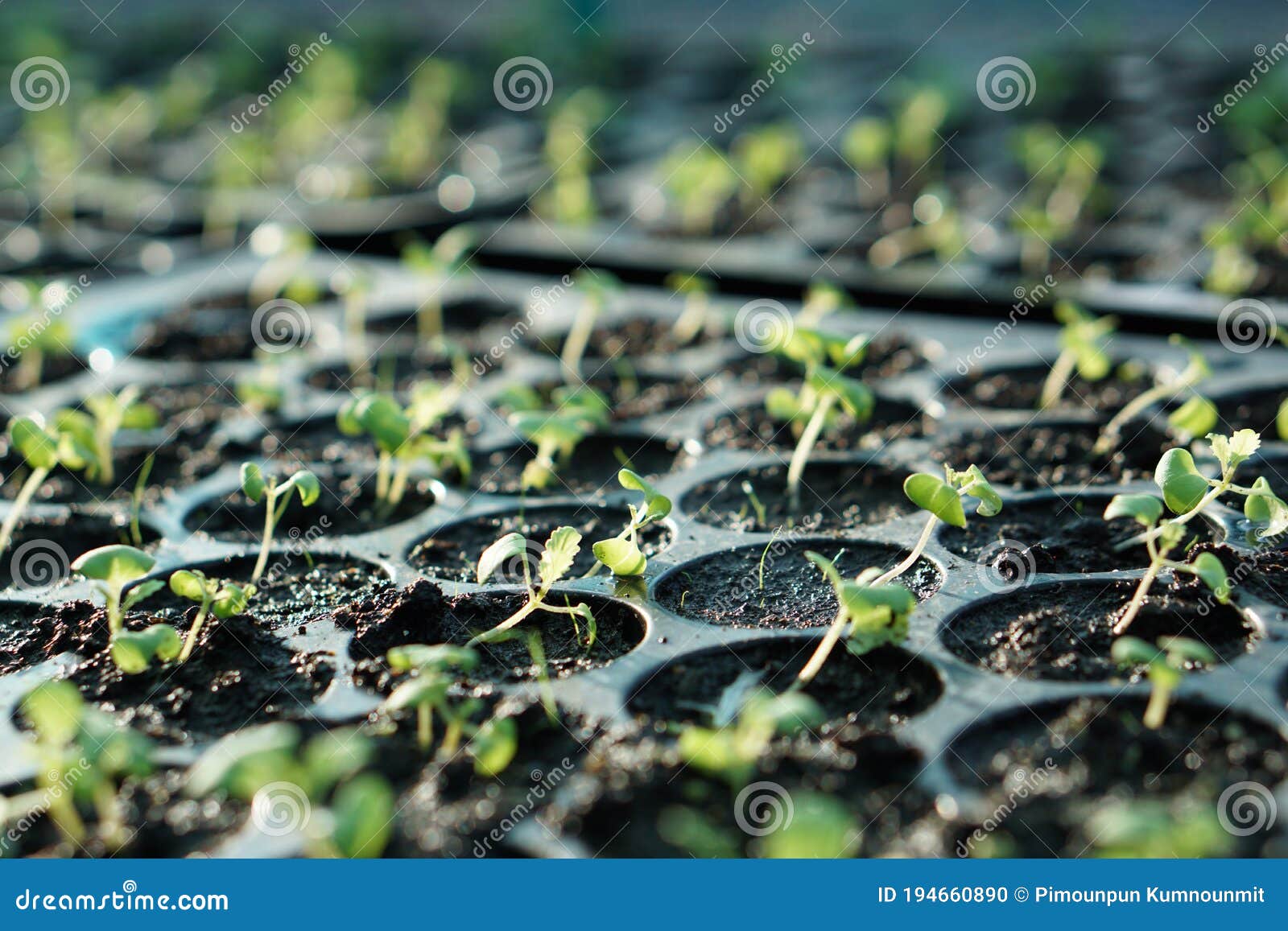 Spinach Plants in a Greenhouse. Stock Photo Image of fresh, country