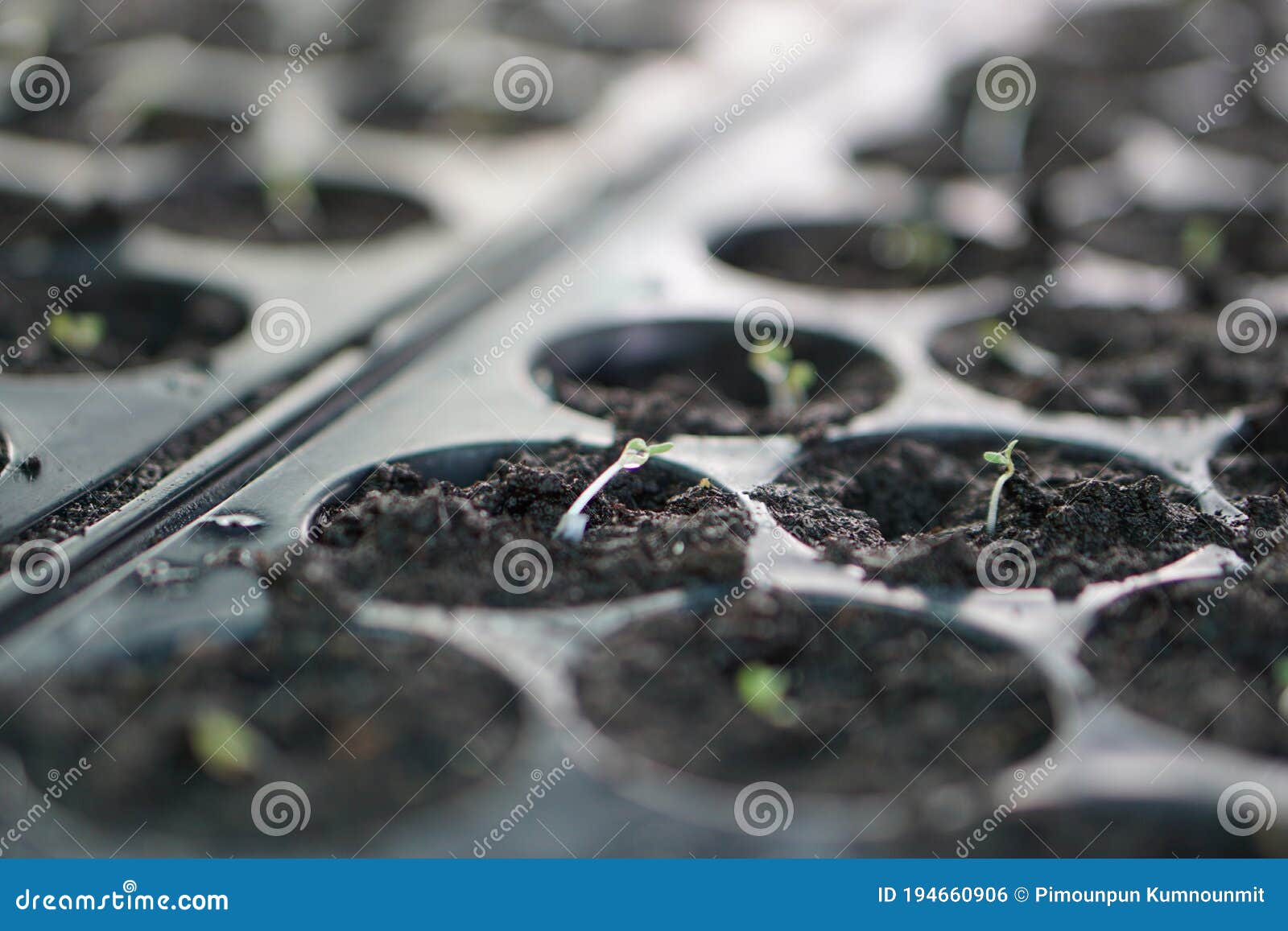 Spinach Plants in a Greenhouse. Stock Photo Image of farmer, grow