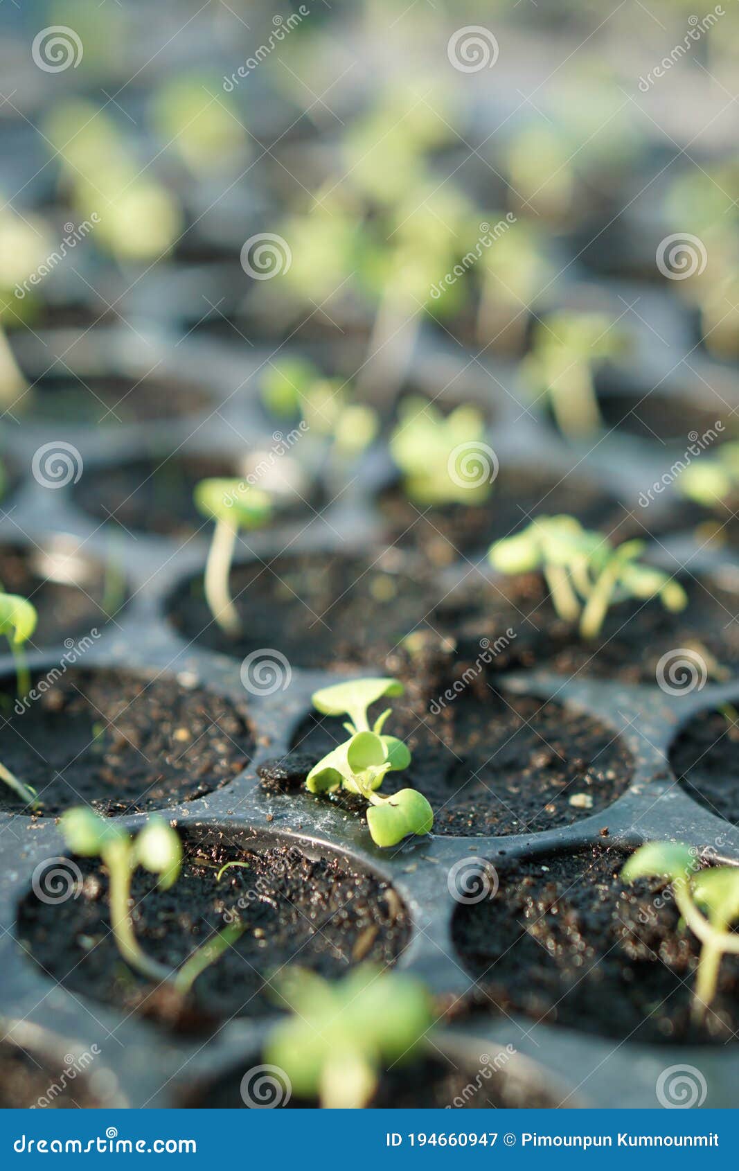 Spinach Plants in a Greenhouse. Stock Image Image of fresh, farmer