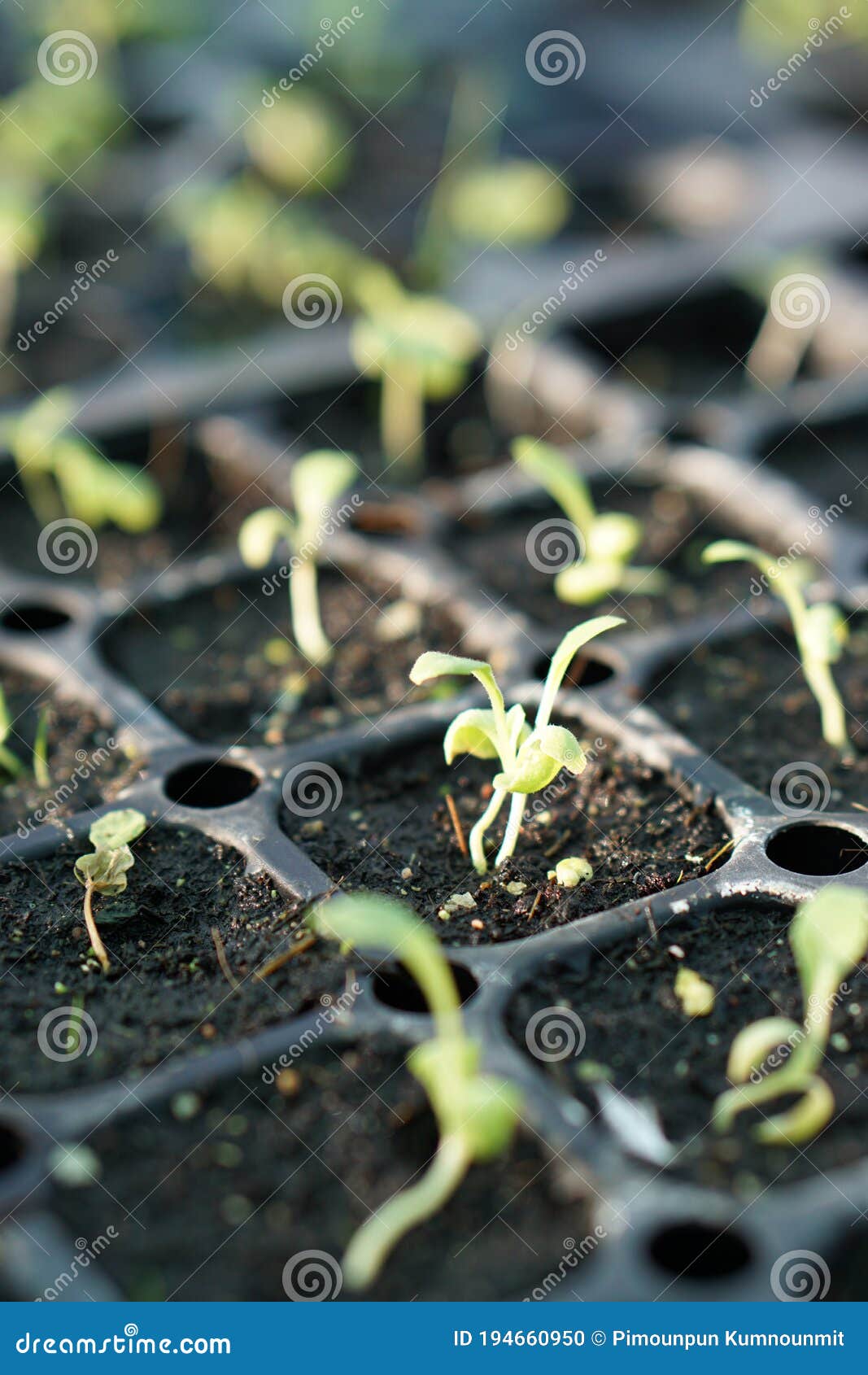Spinach Plants in a Greenhouse. Stock Photo Image of green