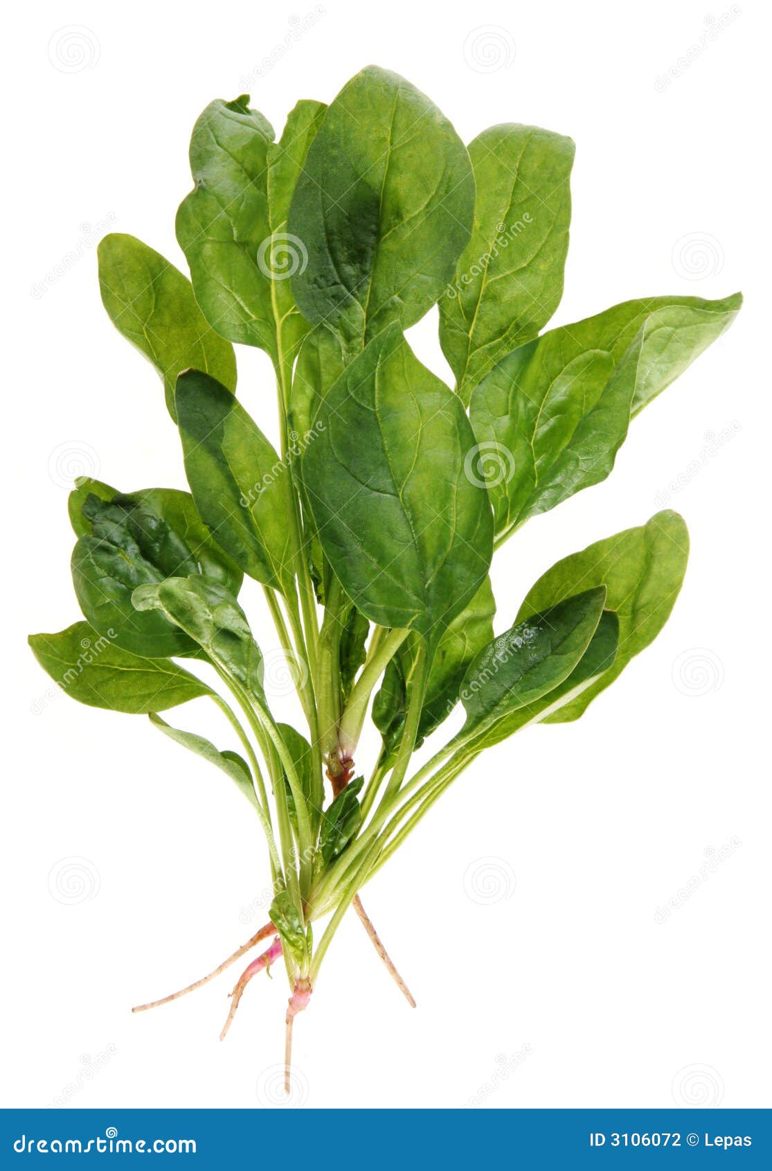 Spinach with root stock photo. Image of leafy, spinach 3106072