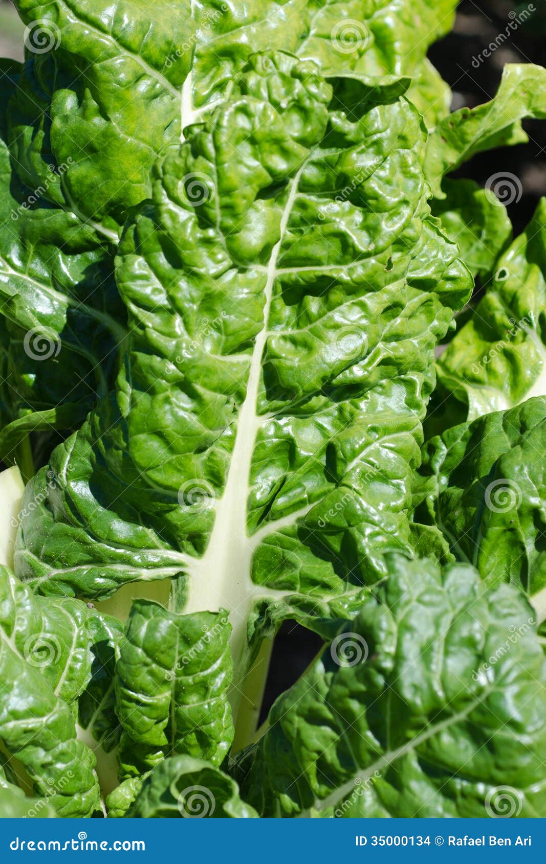 Spinach / Silverbeet Vegetable Garden Stock Photo Image of healthy