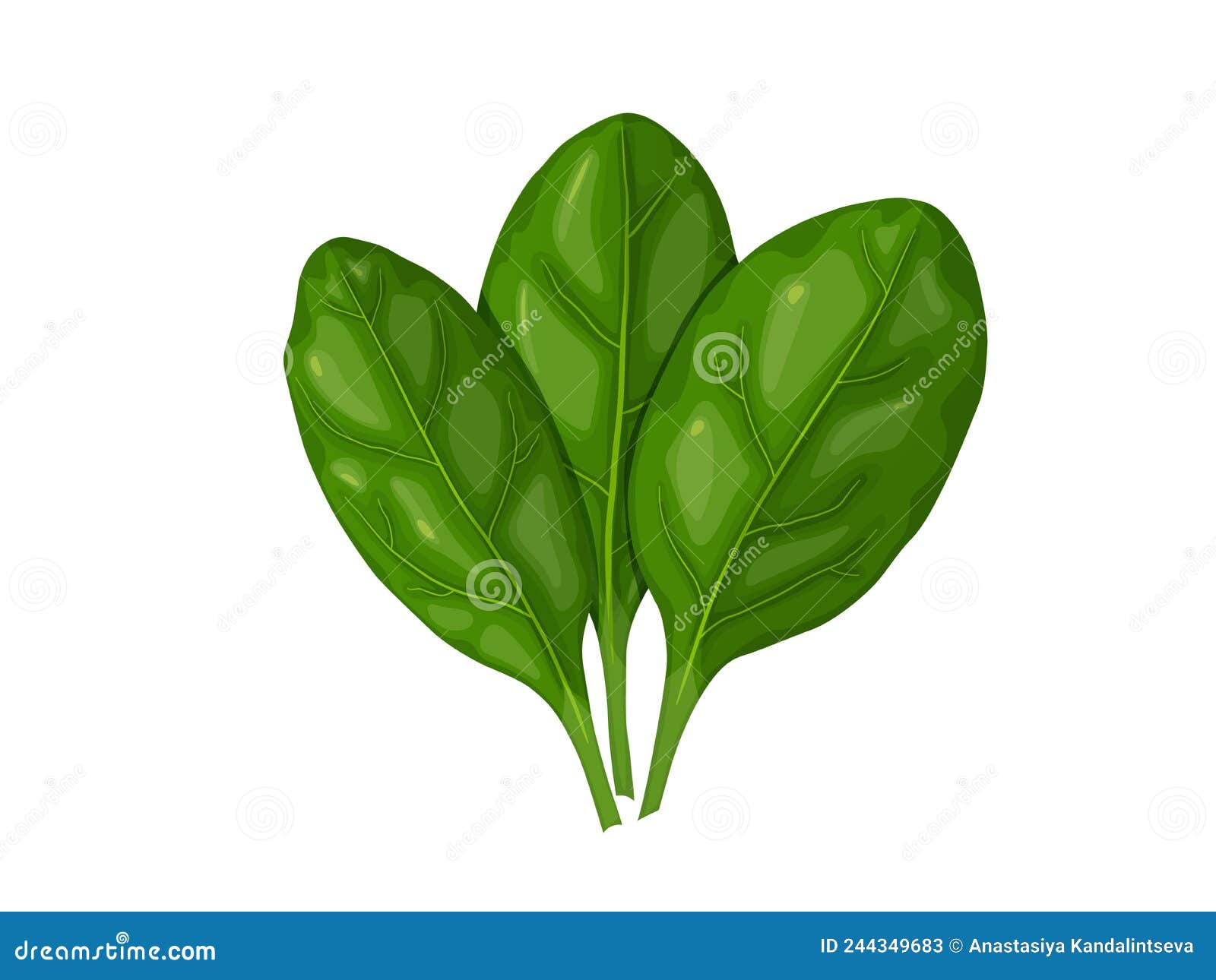 spinach. tasty fresh herb green leaves. healthy vegetarian food.