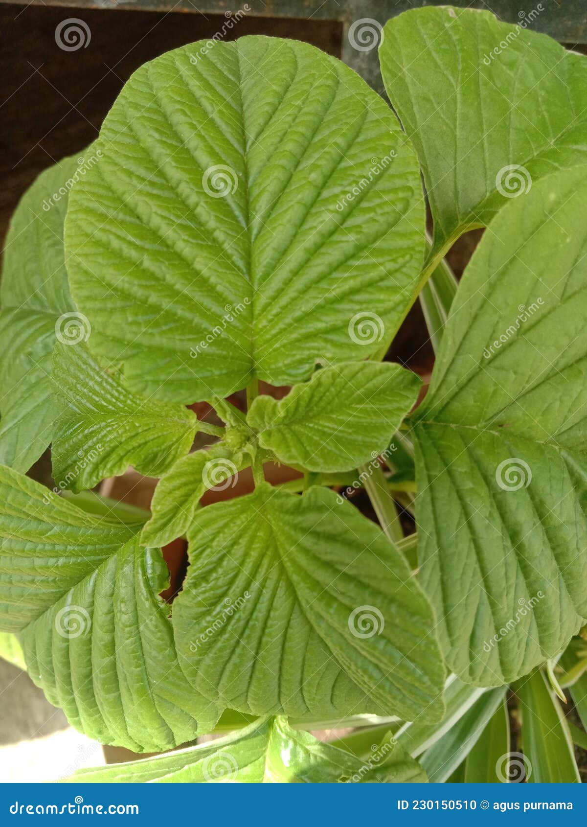 Spinach is a Vegetable that is Rich in Vitamins that are Good for the