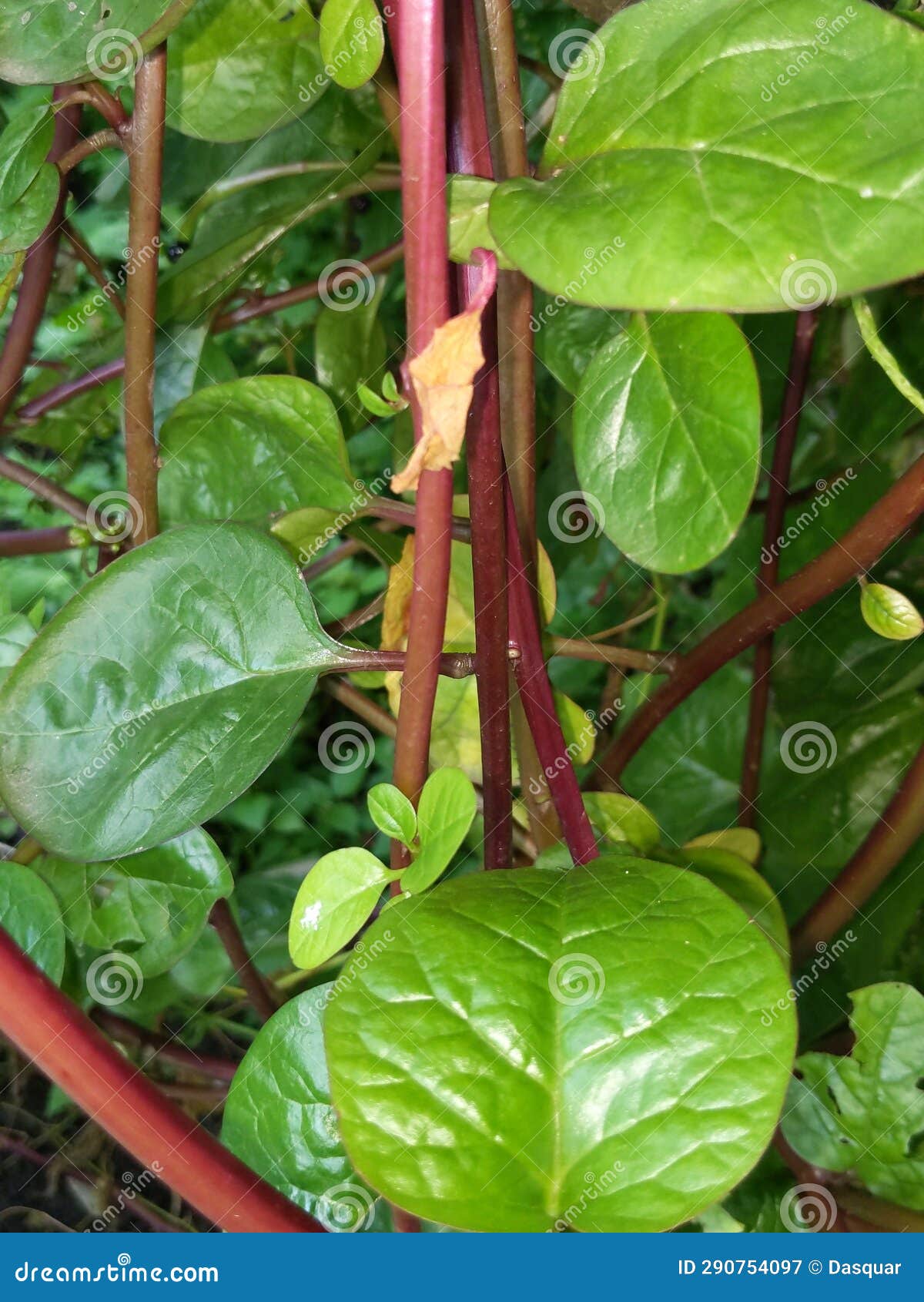 Spinach Vegetables, Source of Vitamin D for the Eye and Body Stock Image Image of source