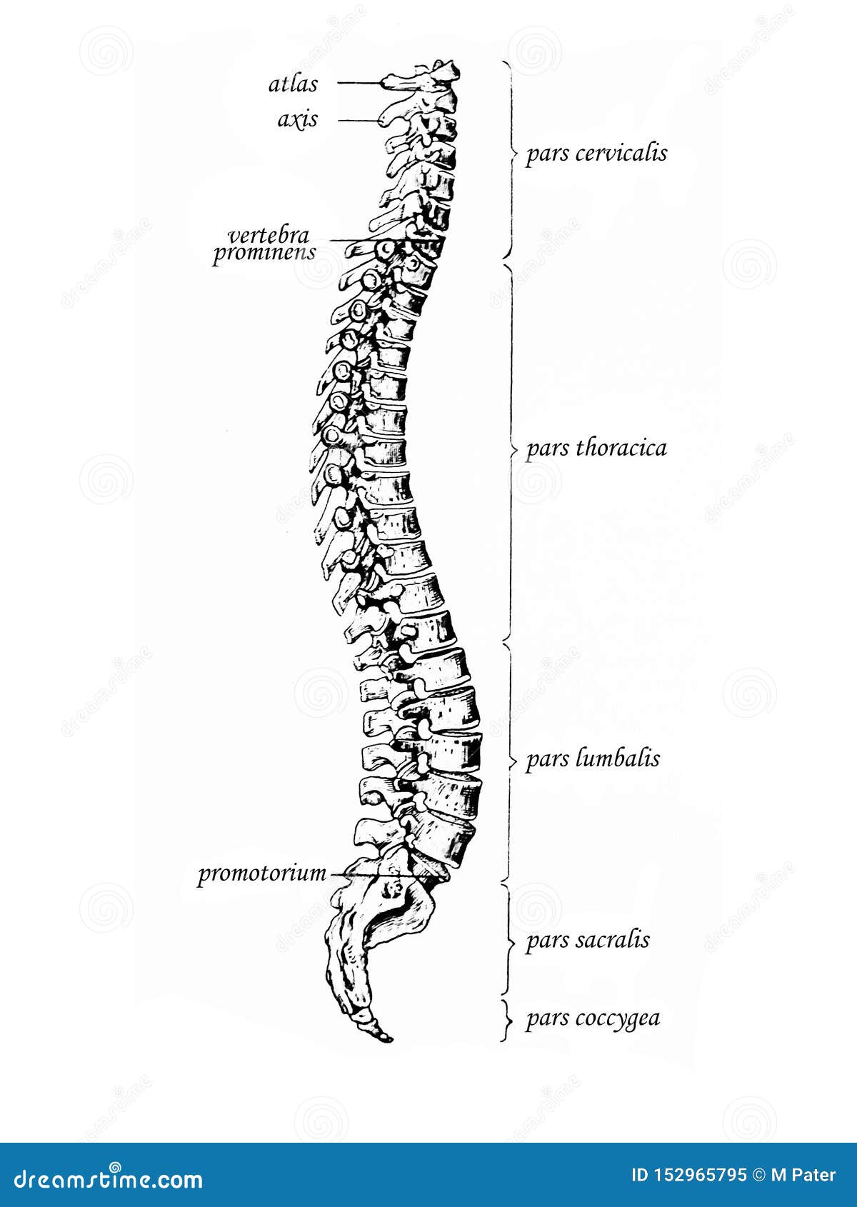 spinal column drawing lateral view
