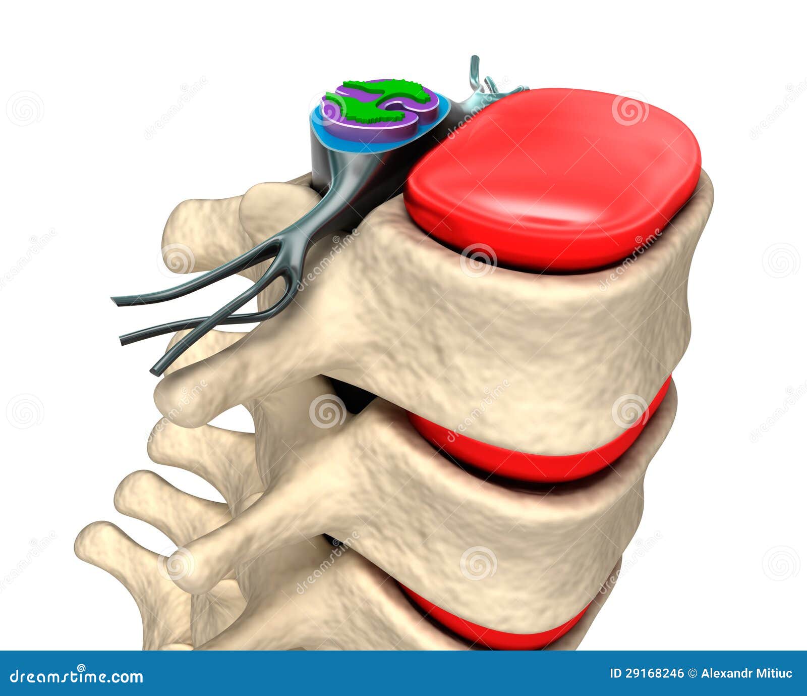 Spinal Column With Nerves And Discs. Stock Illustration - Illustration
