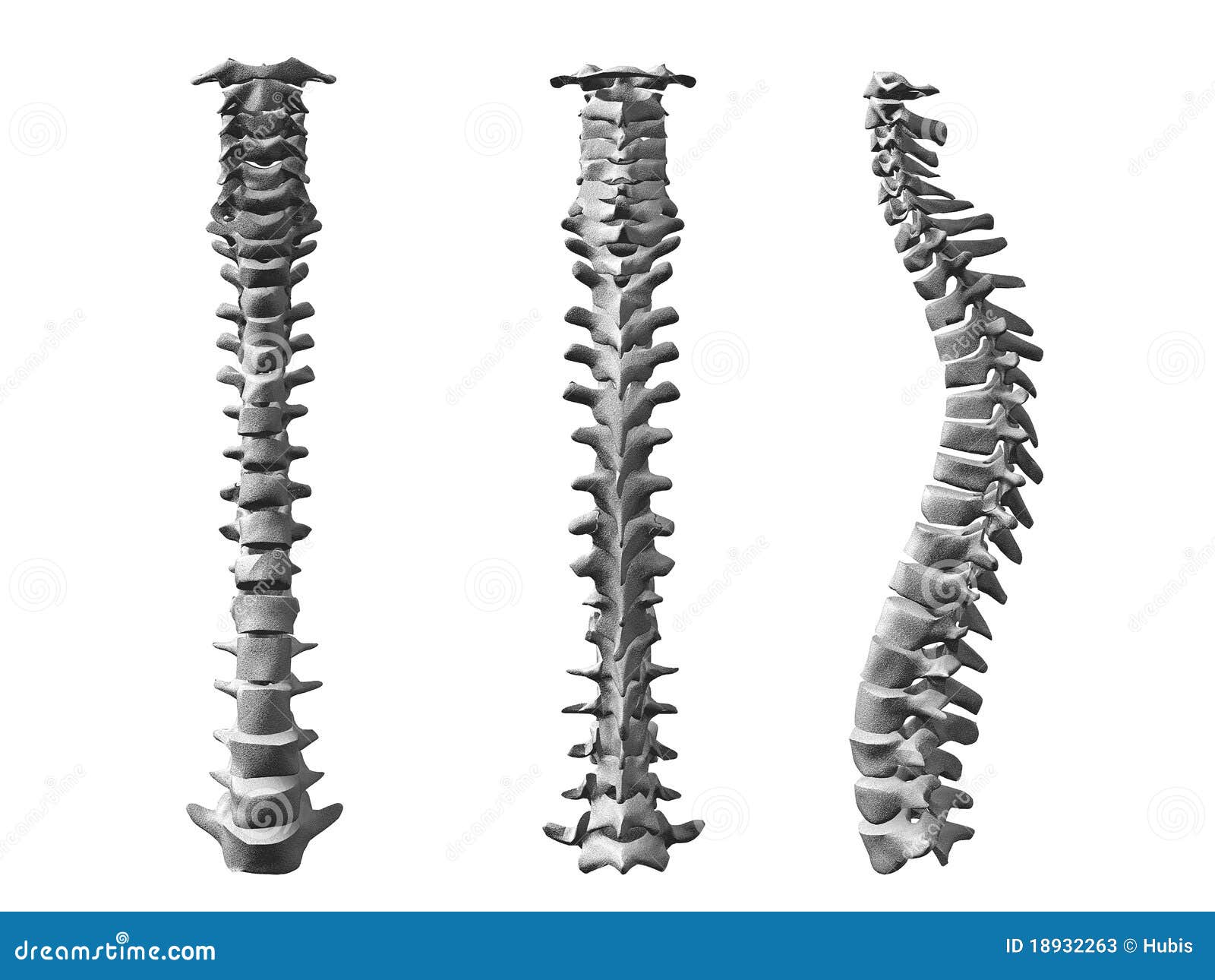 Spinal cord stock illustration. Illustration of detail 18932263
