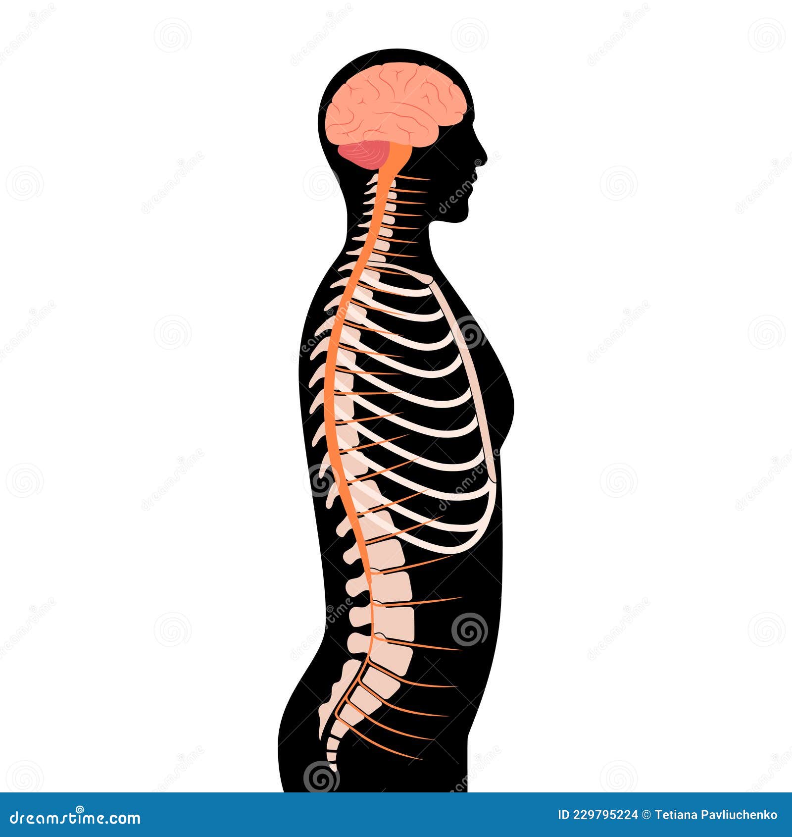 Spinal cord anatomy stock vector. Illustration of spinal - 229795224