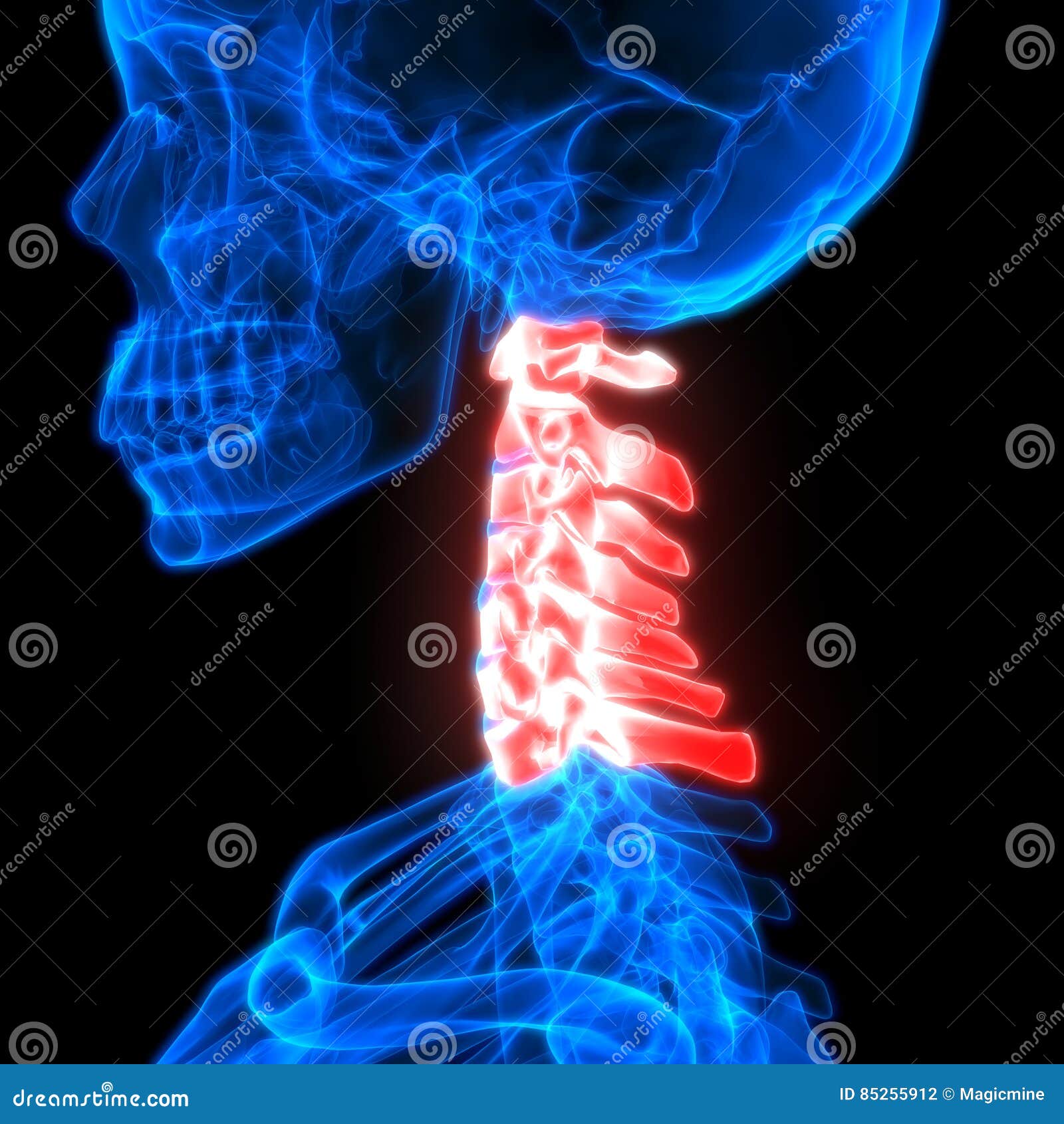 Spinal Cord Cervical Vertebrae a Part of Human Skeleton Anatomy Stock ...