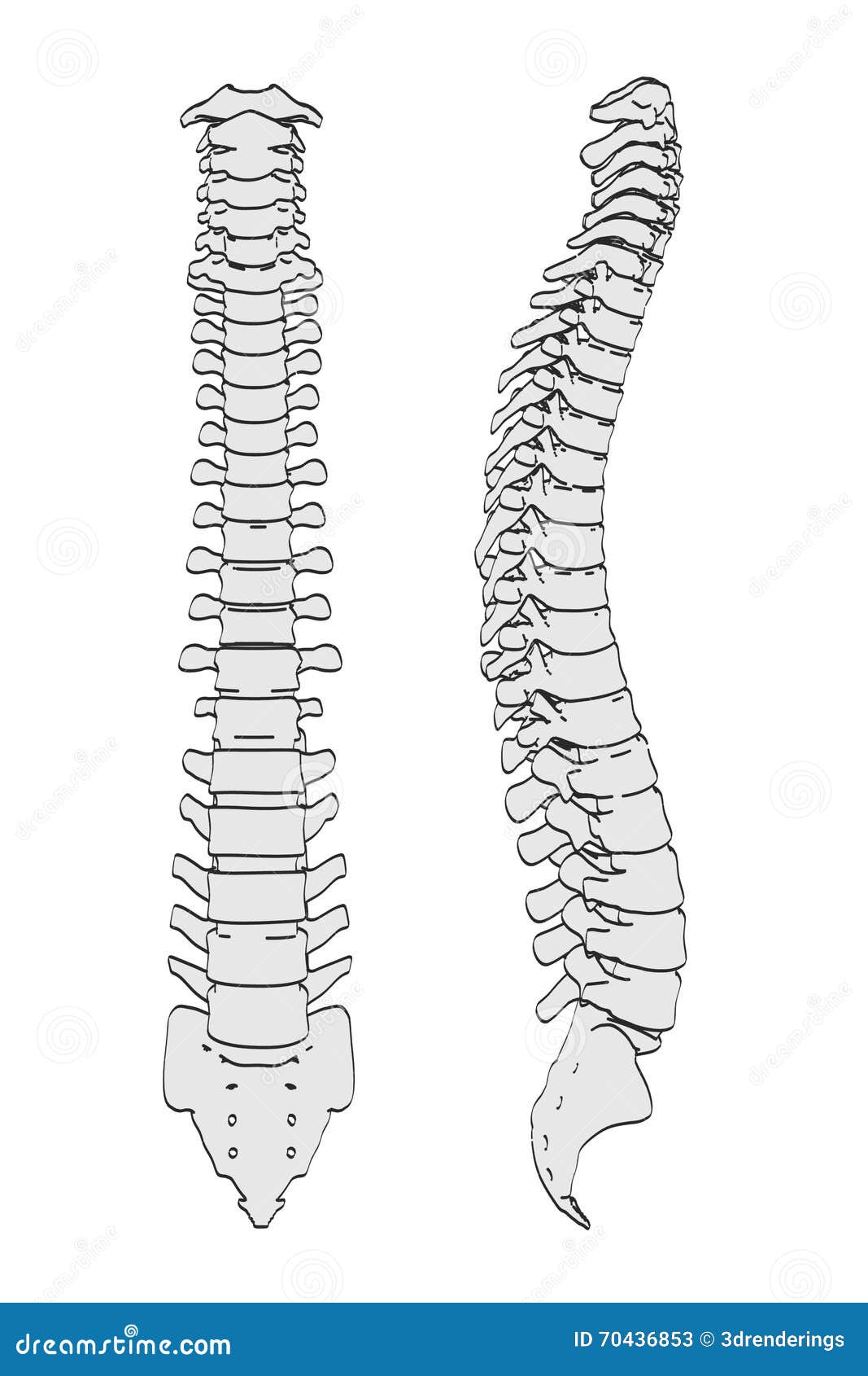 Spinal cord stock illustration. Illustration of skeleton - 70436853