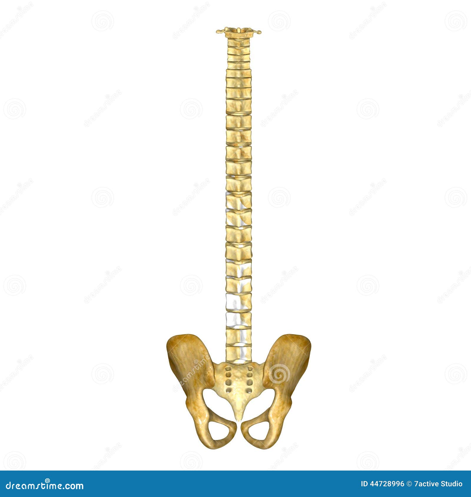 Spinal cord with hip stock illustration. Illustration of disc - 44728996