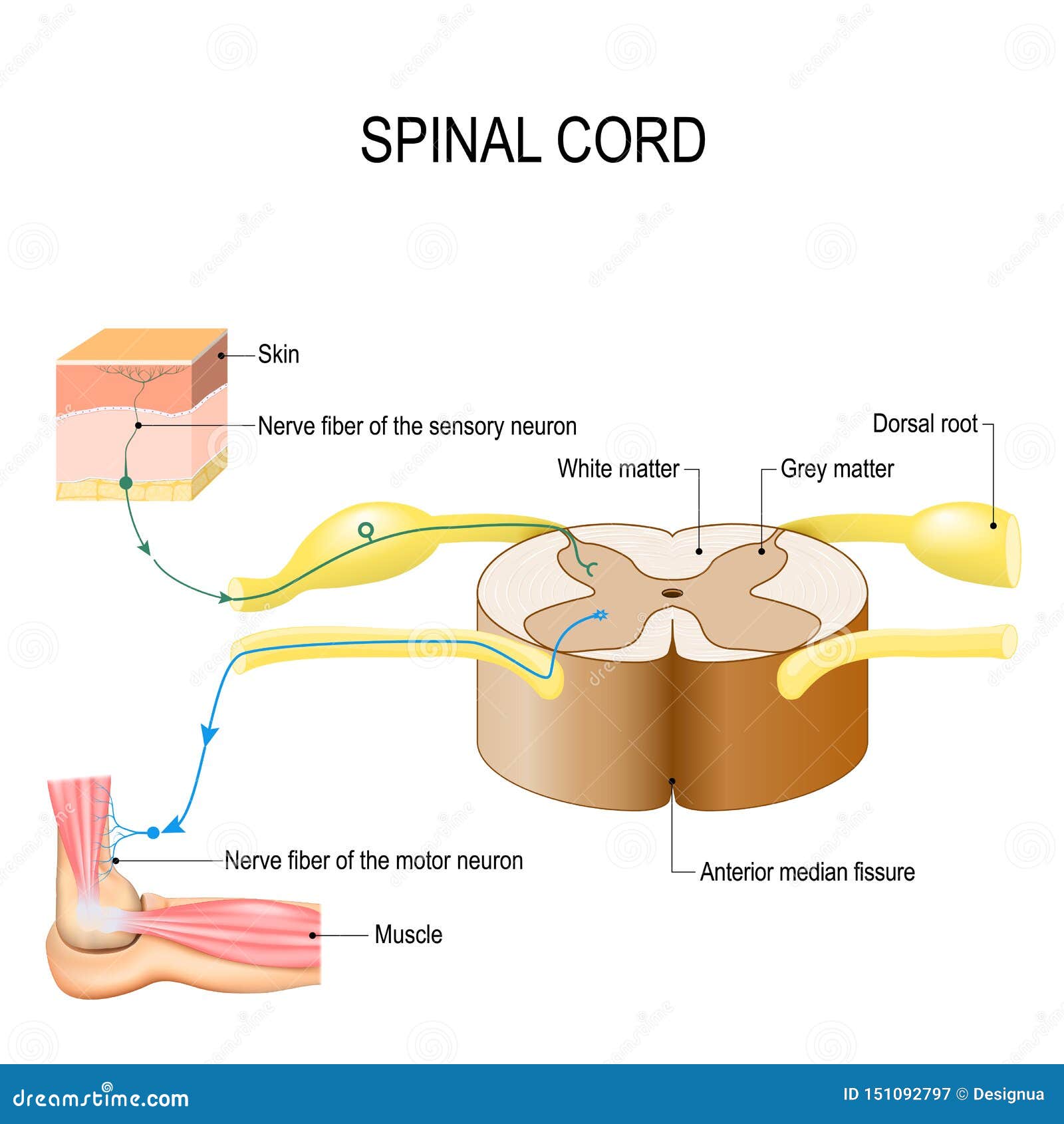 spinal cord. reflex arc neural pathway