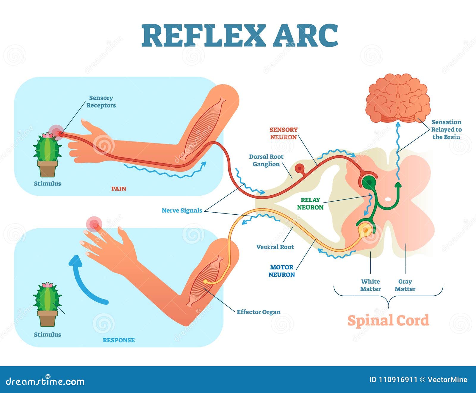 spinal reflex arc anatomical scheme,  , with stimulus, sensory neuron, motor neuron and muscle tissue.