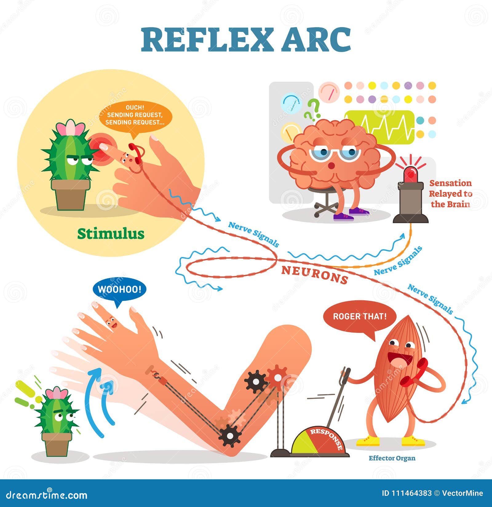 spinal reflex arc scheme,  , with stimulus pathway through the nerve signals. fun cartoon characters.