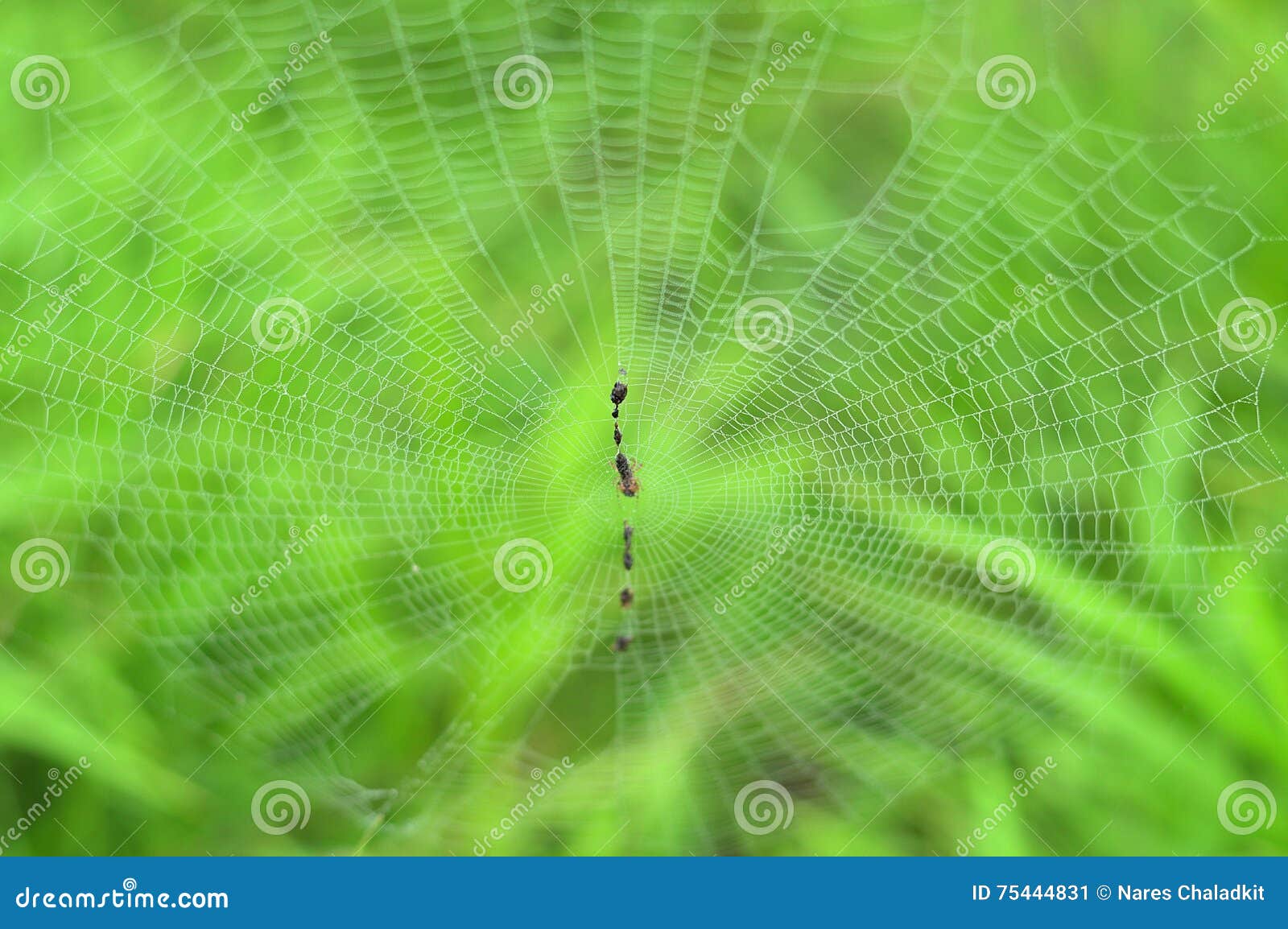 Spindelnät på den gröna bakgrunden