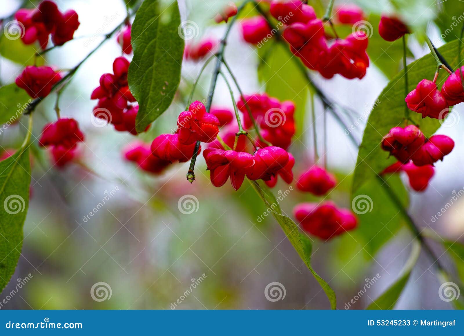 red spindle fruits in german garden, blurred background