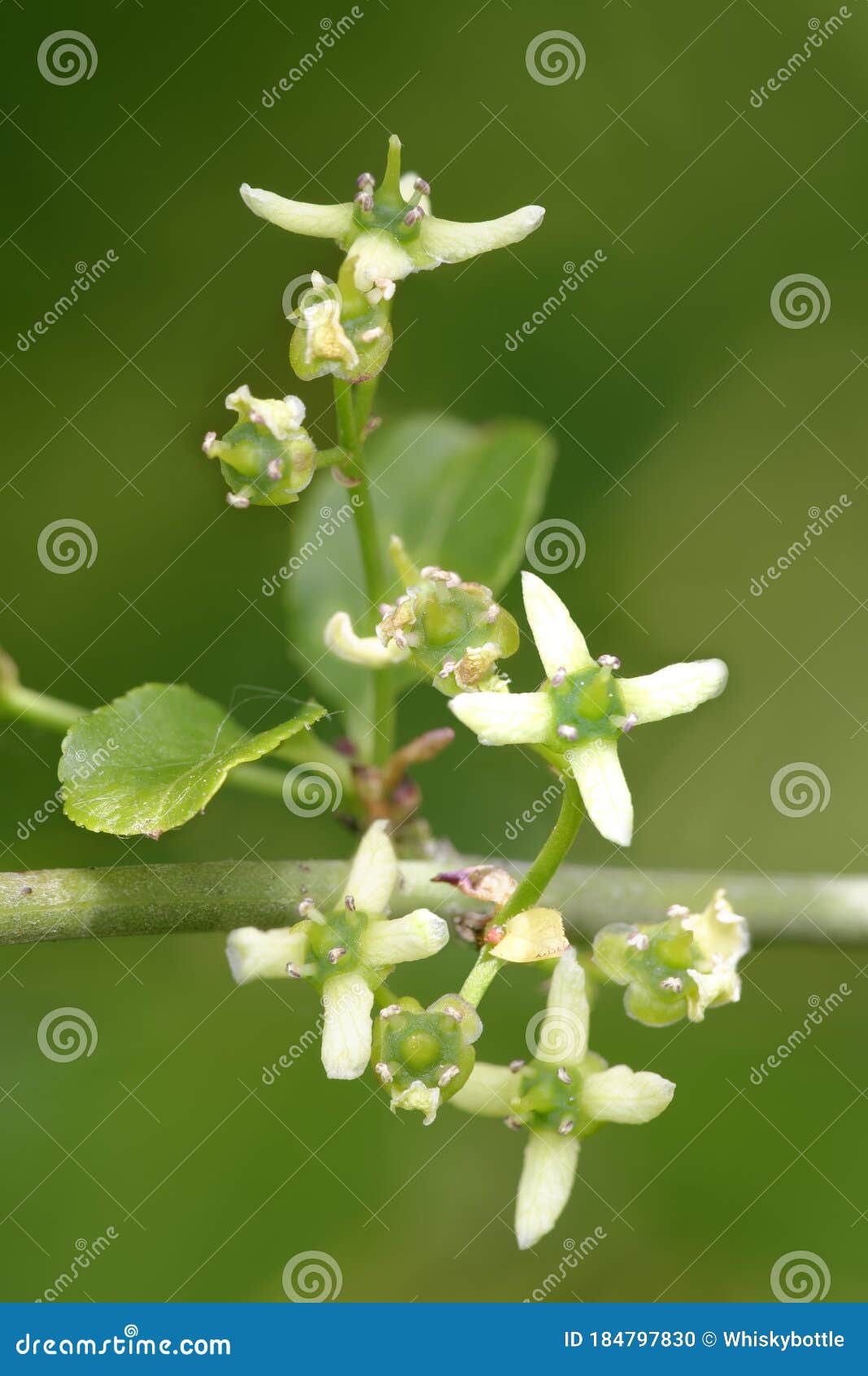 Spindle Tree stock photo. Image of spindle, tree, nature 184797830