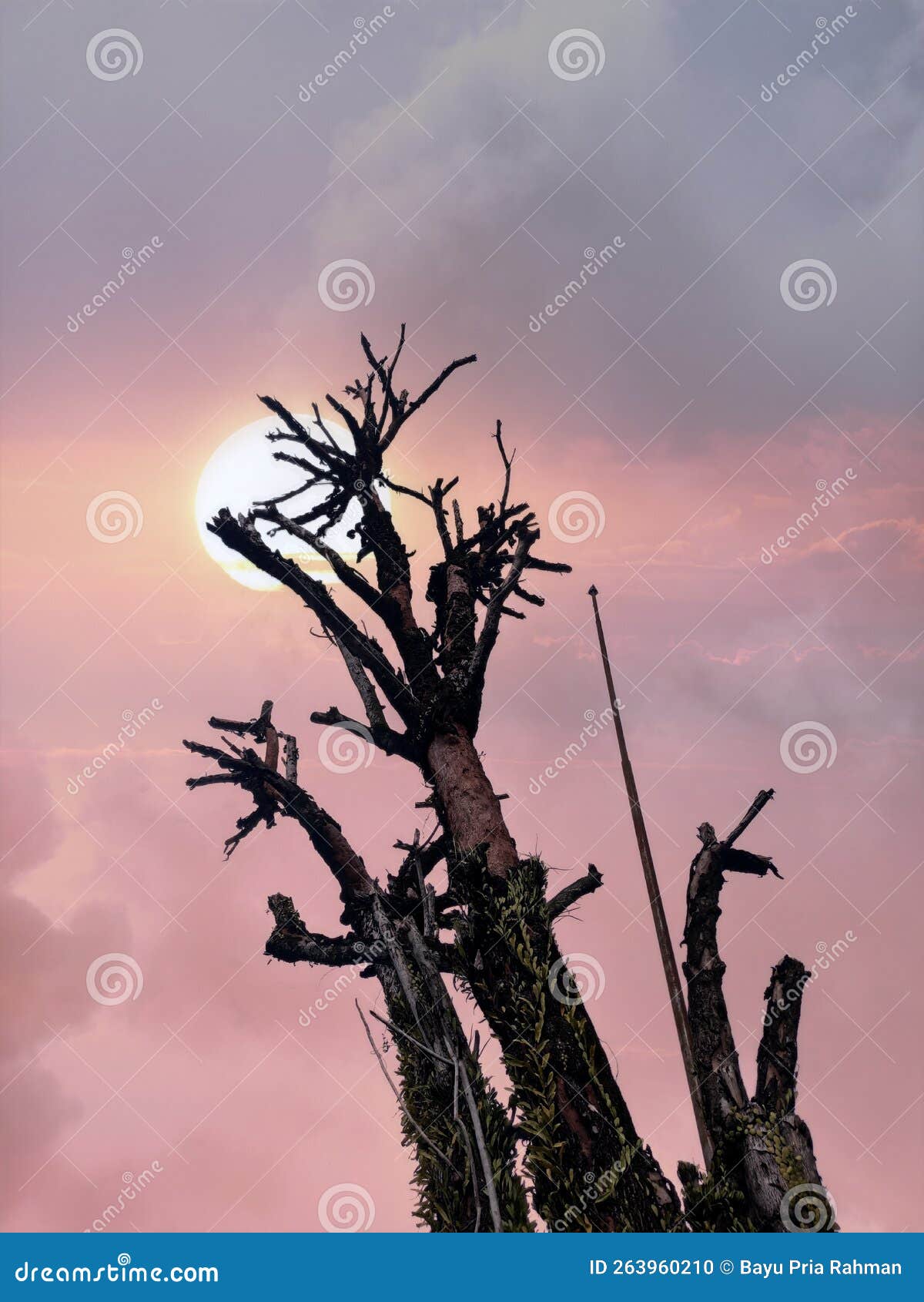 Spindly Tree Branches in the Sky Stock Photo Image of slender, sunlight 263960210