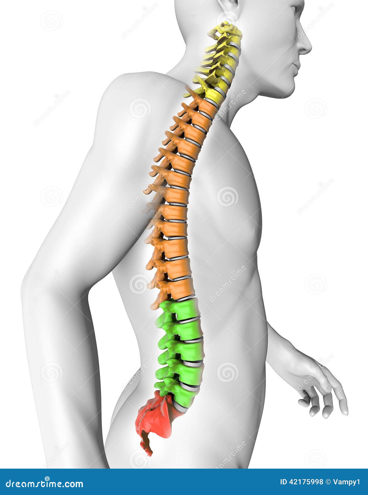 Spine Anatomy Human Body Stock Illustration Illustration Of Study