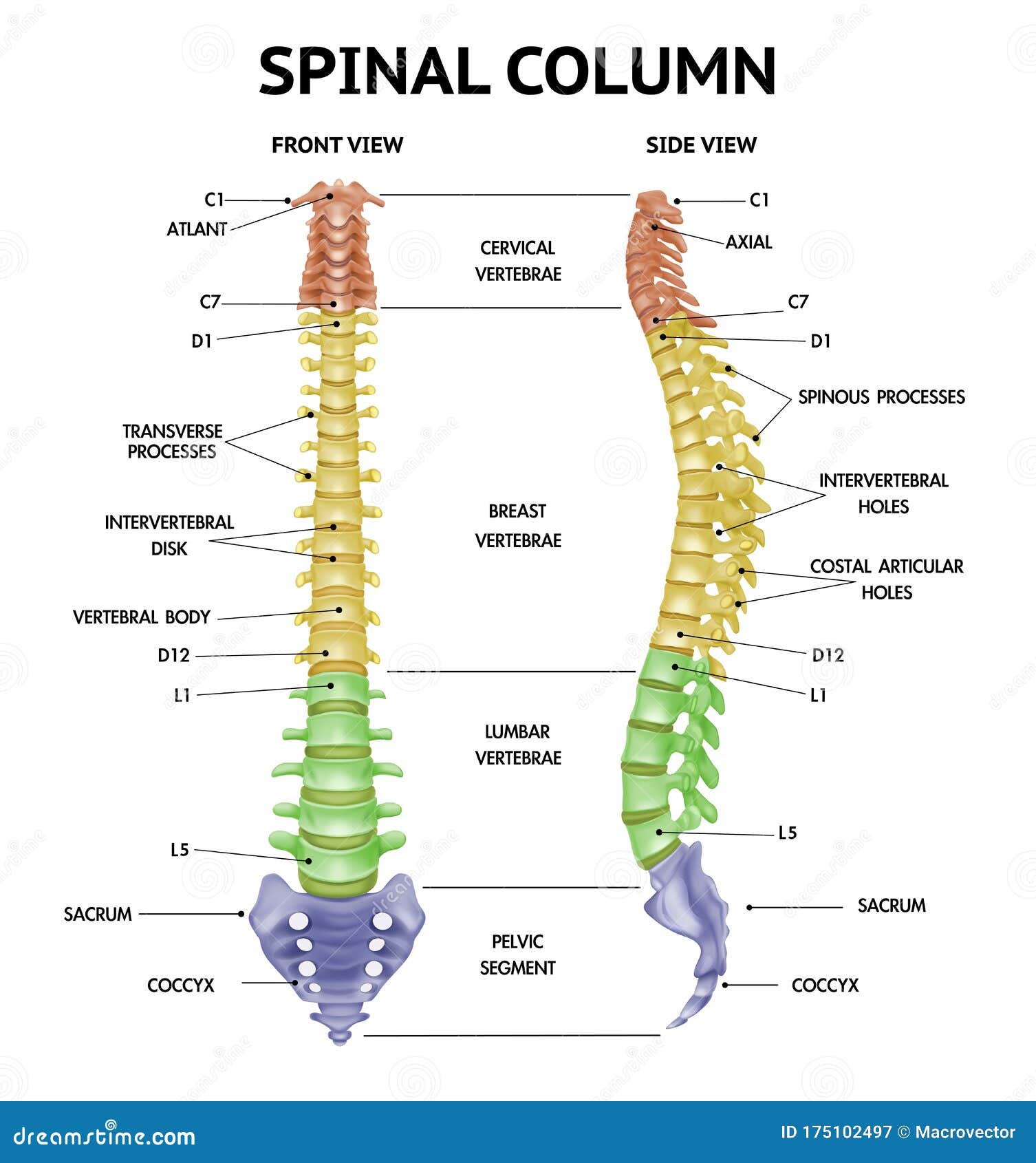 spine diagram spine diagram