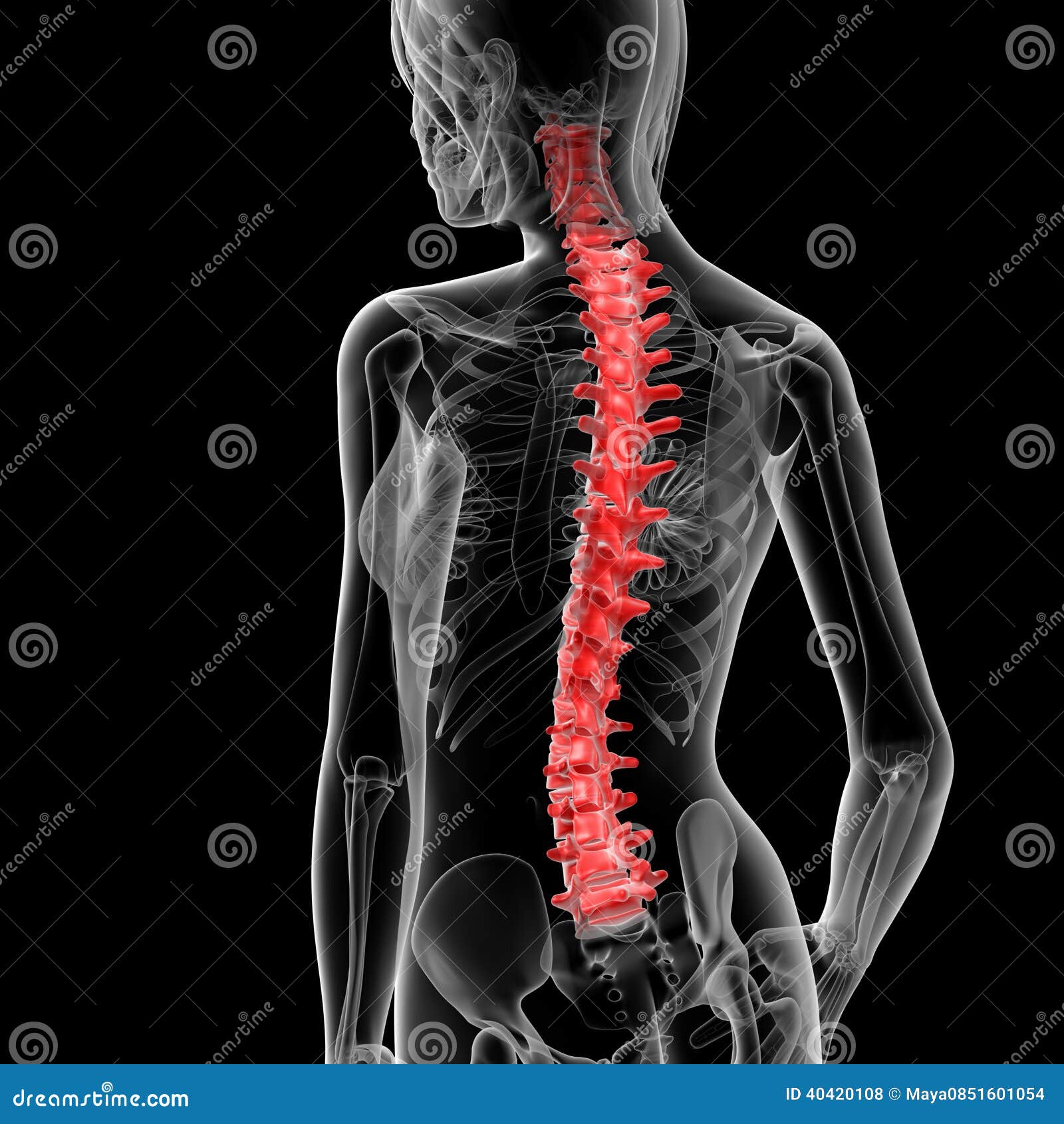 Spine bone stock illustration. Illustration of disks - 40420108