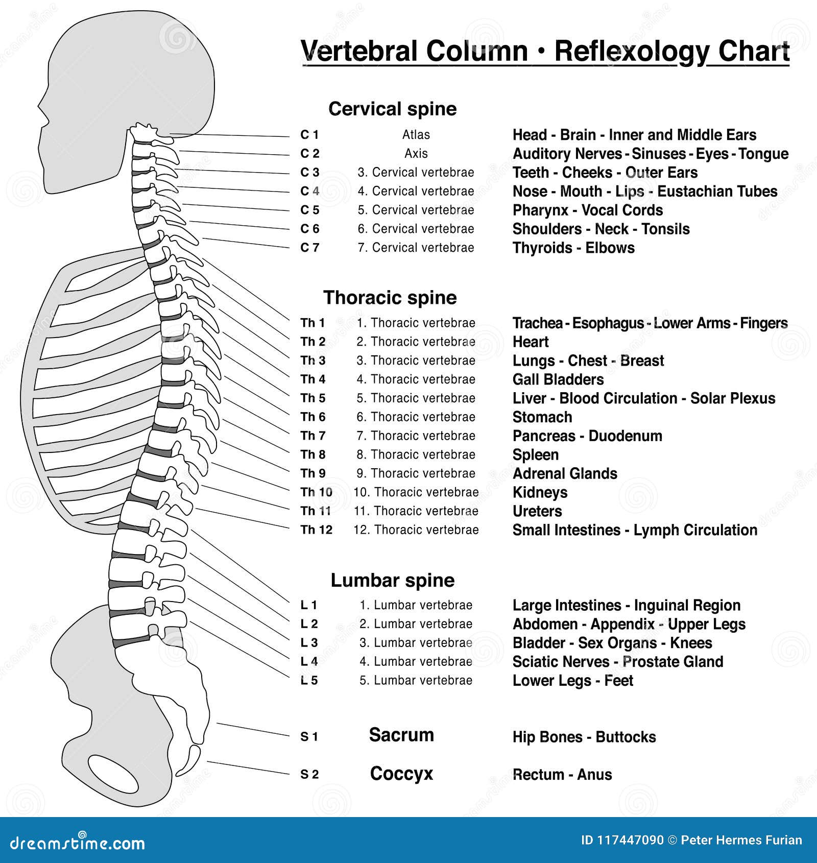 Spine Chart With Numbered Vertebrae
