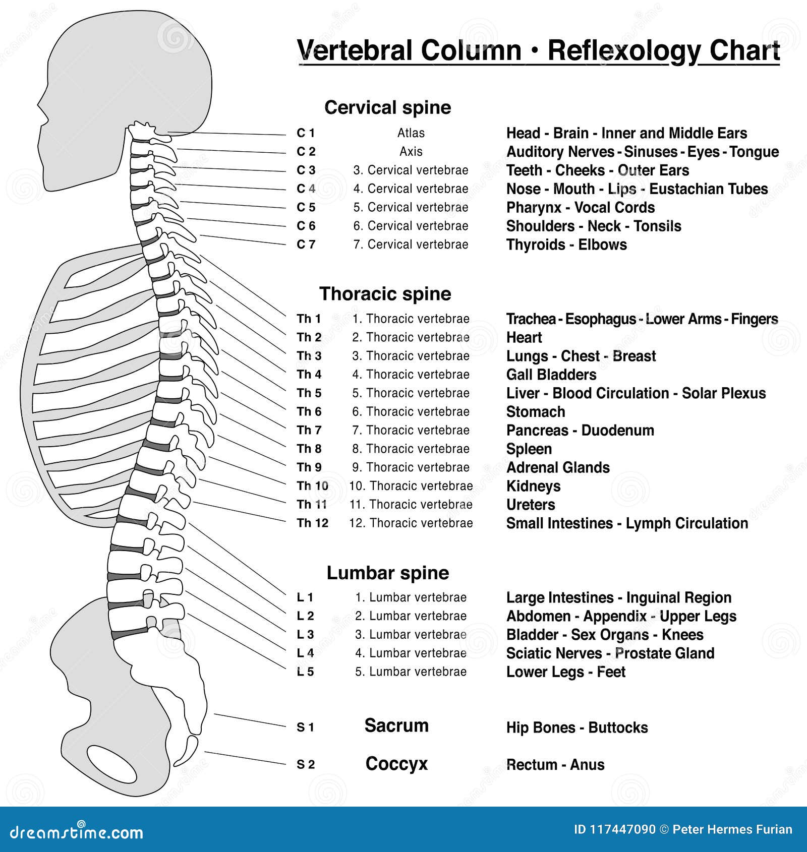 Spinal Column Chart