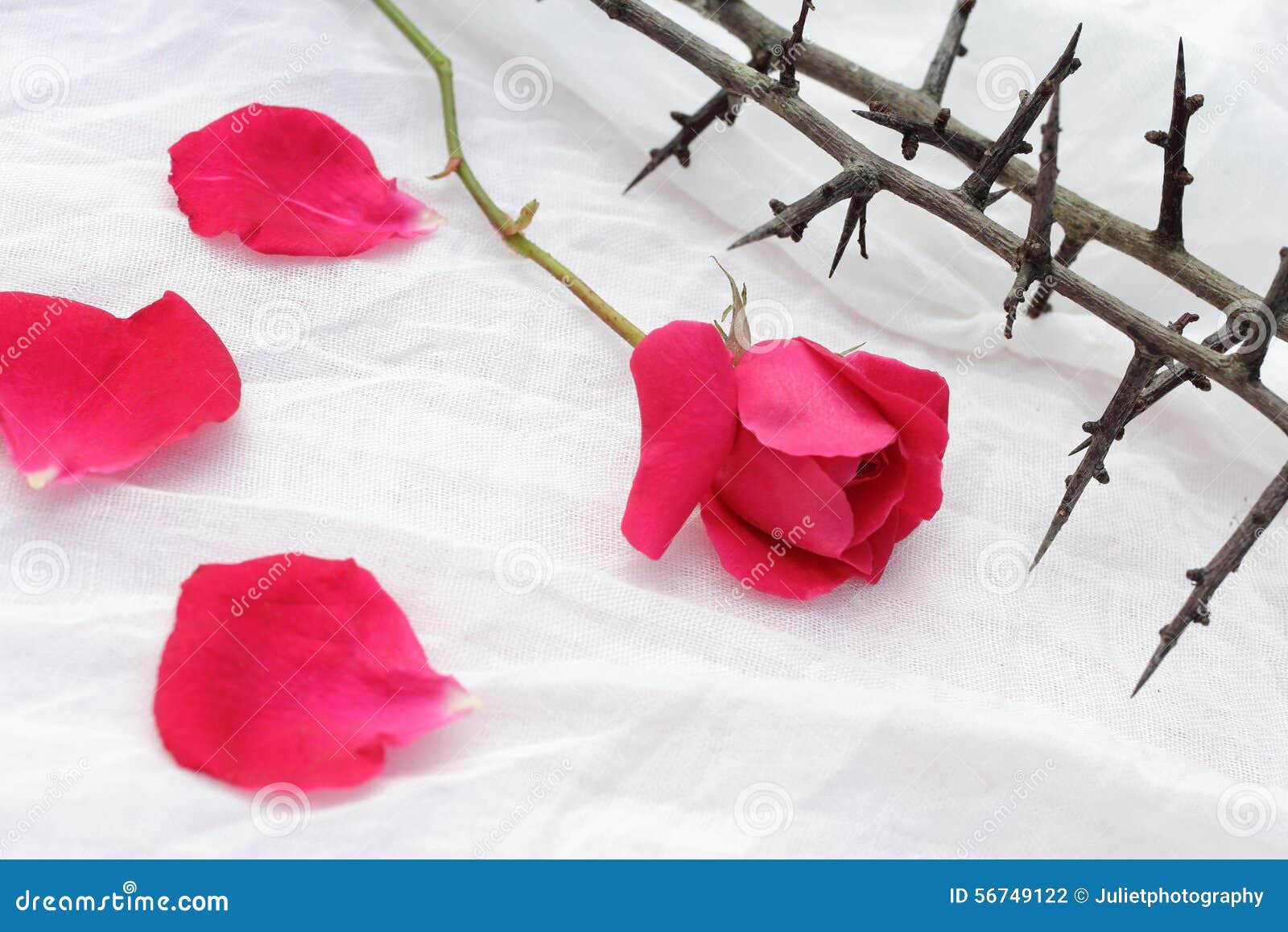 Spine Contro I Petali Bianchi Di Rosa Rossa E Del Tessuto, Fondo Cristiano  Fotografia Stock - Immagine di cristo, petali: 56749122